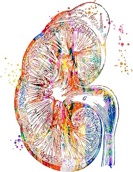 Kidney Art Poster Nephrology Art Body Art, Medical Art work, Office decor, Doctor, Nurse, Hospital Pediatrics Chiropractor Wall Art Art Prints, Medical Gifts - UnFramed 8x10 inch