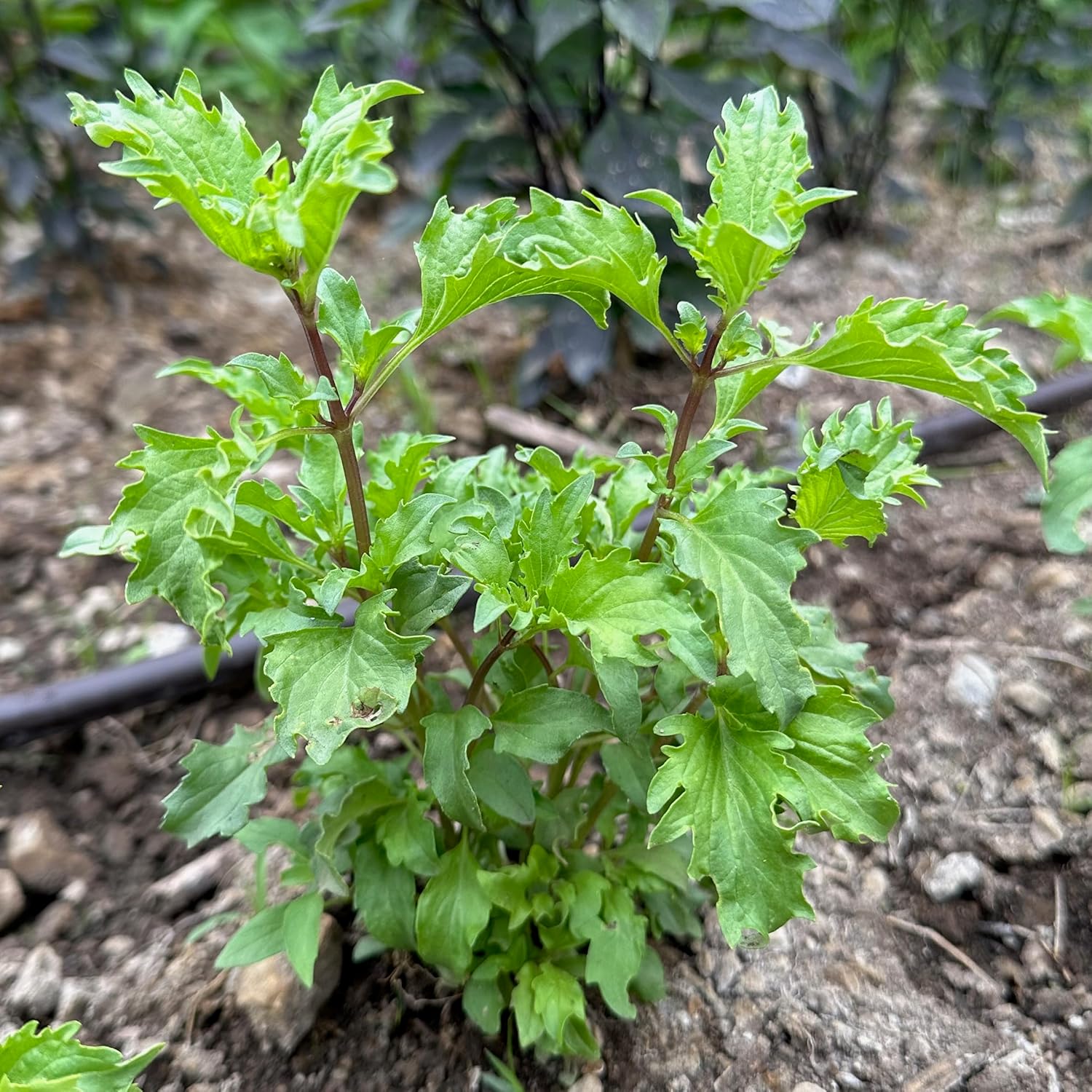 Plant Good Seed Organic Culinary Basil Seeds for Planting: Heirloom Variety Pack, Amethyst, Genovese, Italian Large Leaf, Mrihani, Prospera F1, Thai - 6 Packet Collection