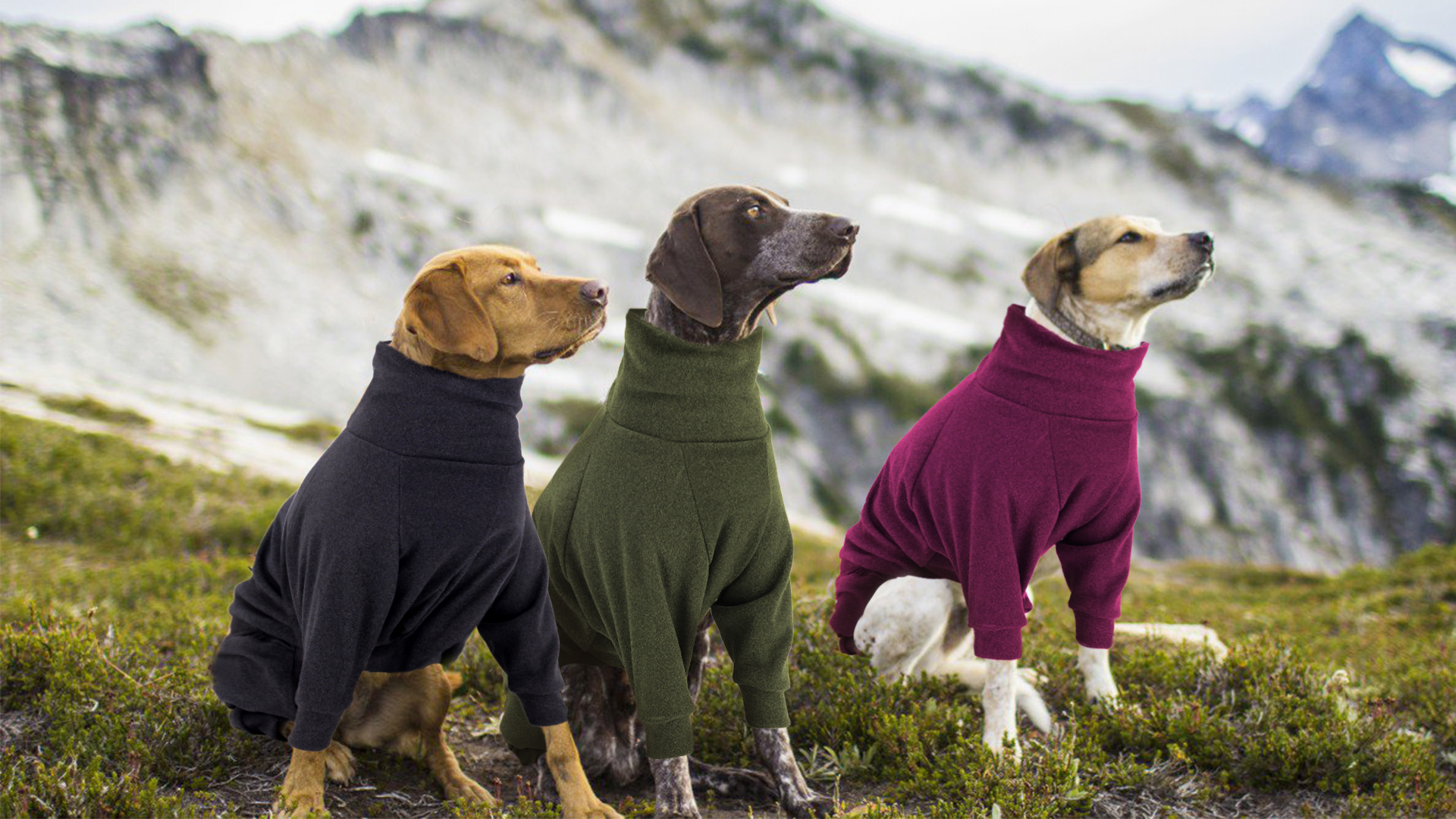 EXPAWLORER Bad To The Bone Dog Hoodie With Hat - Pet Fall/Winter Sweater For Cats & Dogs | Buy Now With Express International Delivery