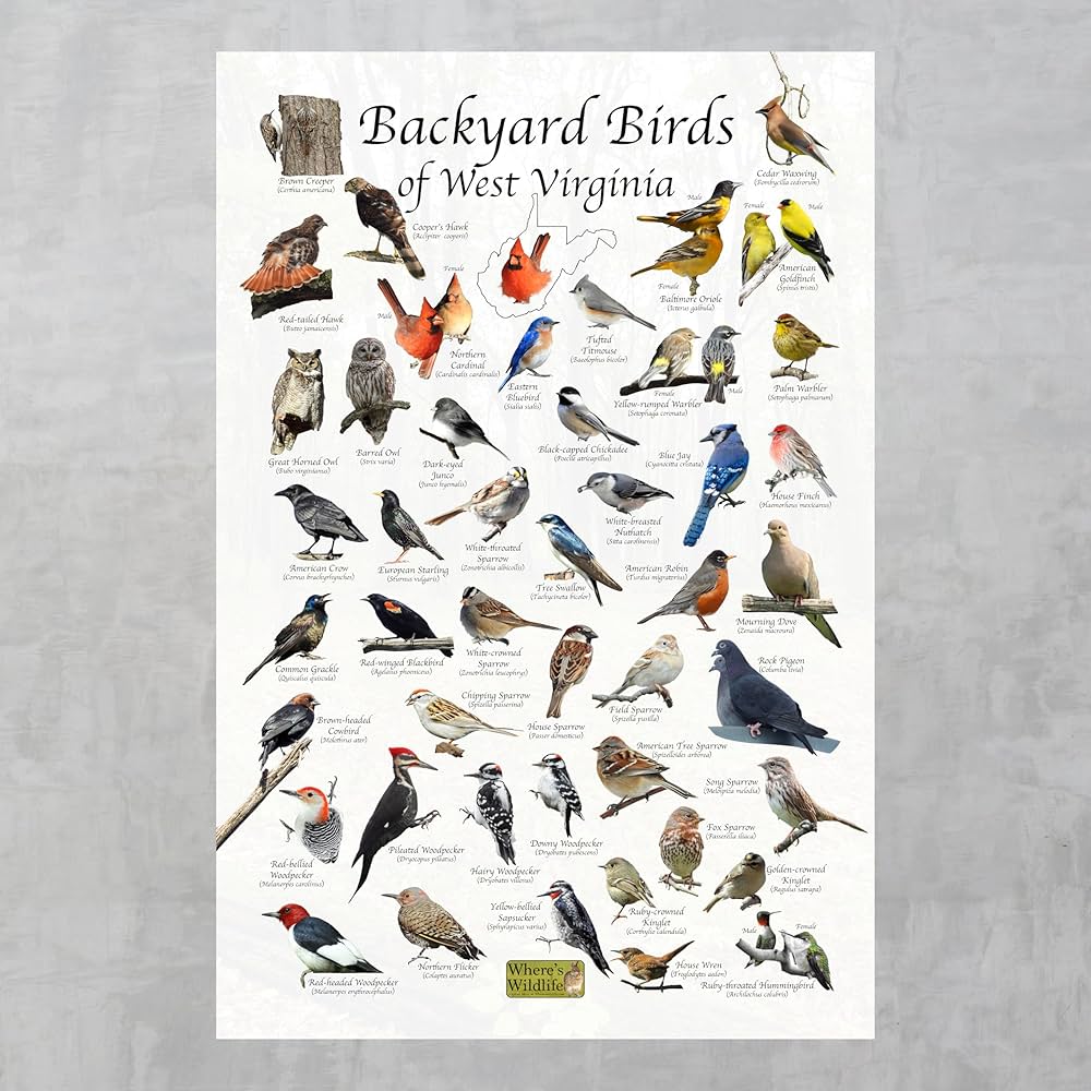 What is West Virginia State Bird