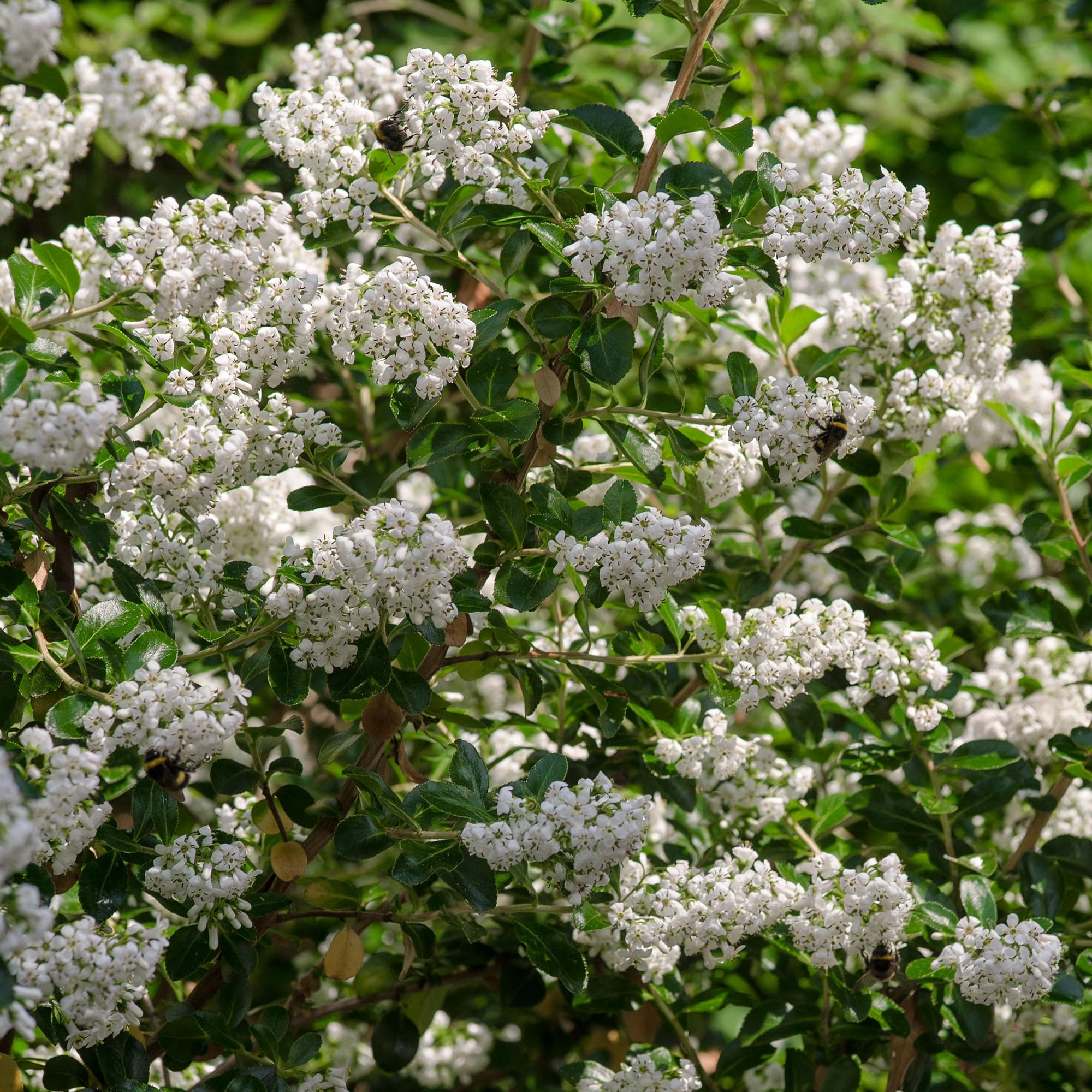 Escallonia Iveyi Bushy Scented Flowering Outdoor Evergreen Shrub Plant