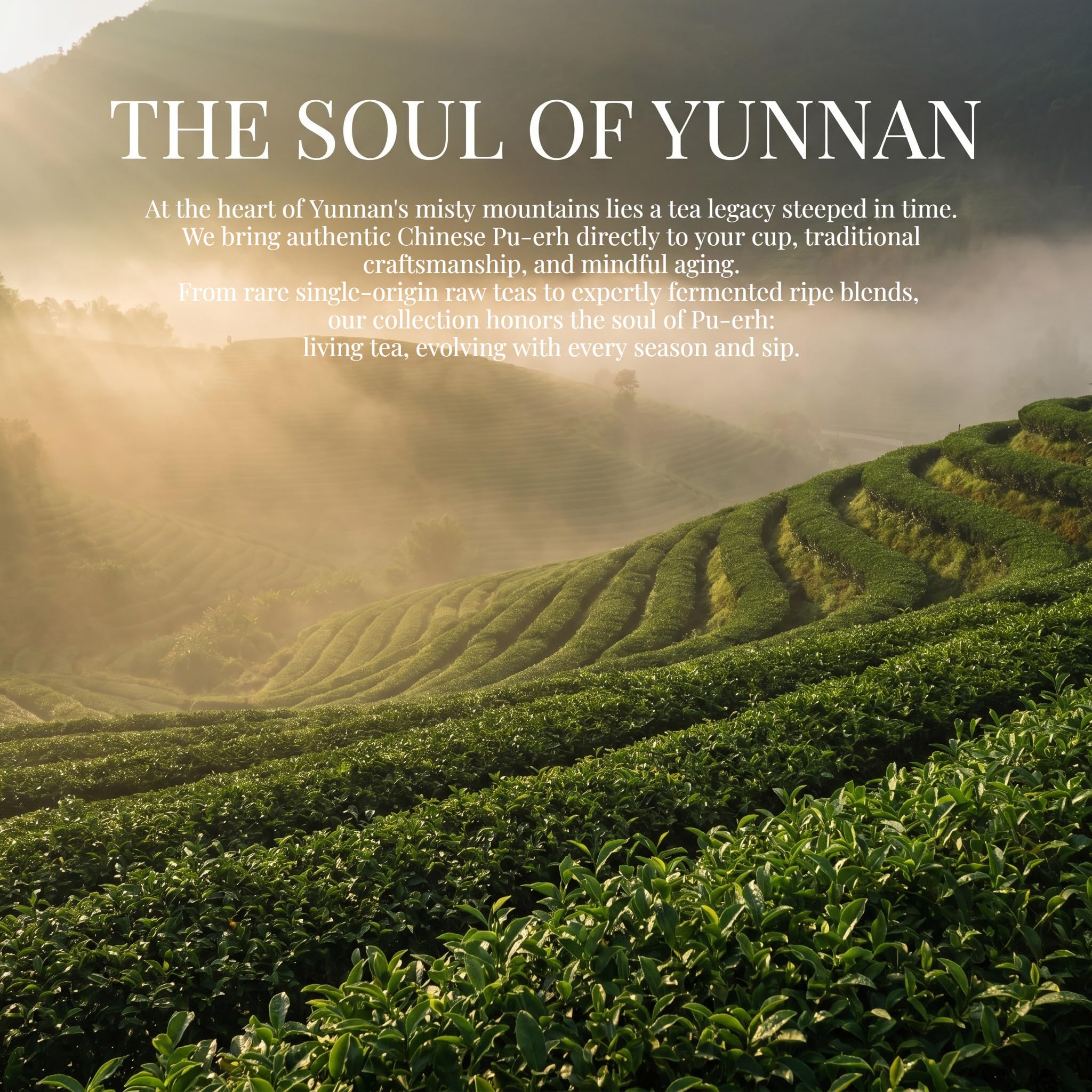 Yunnan Alter Baum Roh-Pu'er Tee | Natürlicher Yunnan Pu'er Tee | Einzeln Verpackt | Aufguss Für Den Täglichen Genuss (500g / 17,64oz)