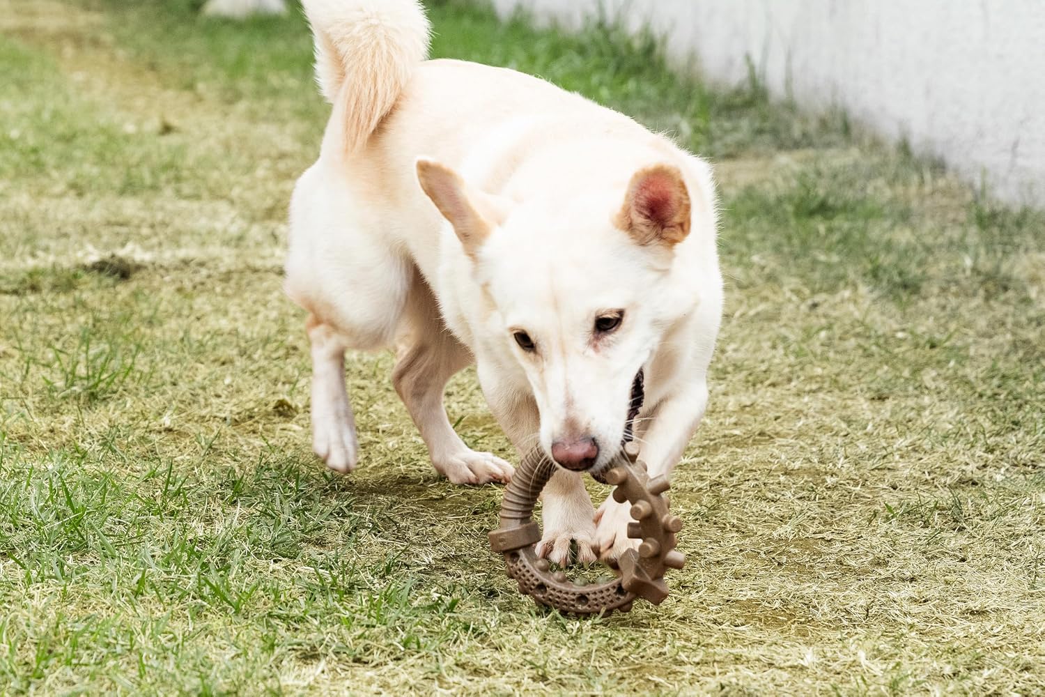 Germanhart Brinquedo Mordedor para Cães, Feito de Fibra de Coco, Resistente, 1 Unidade, Tamanho M, Marrom