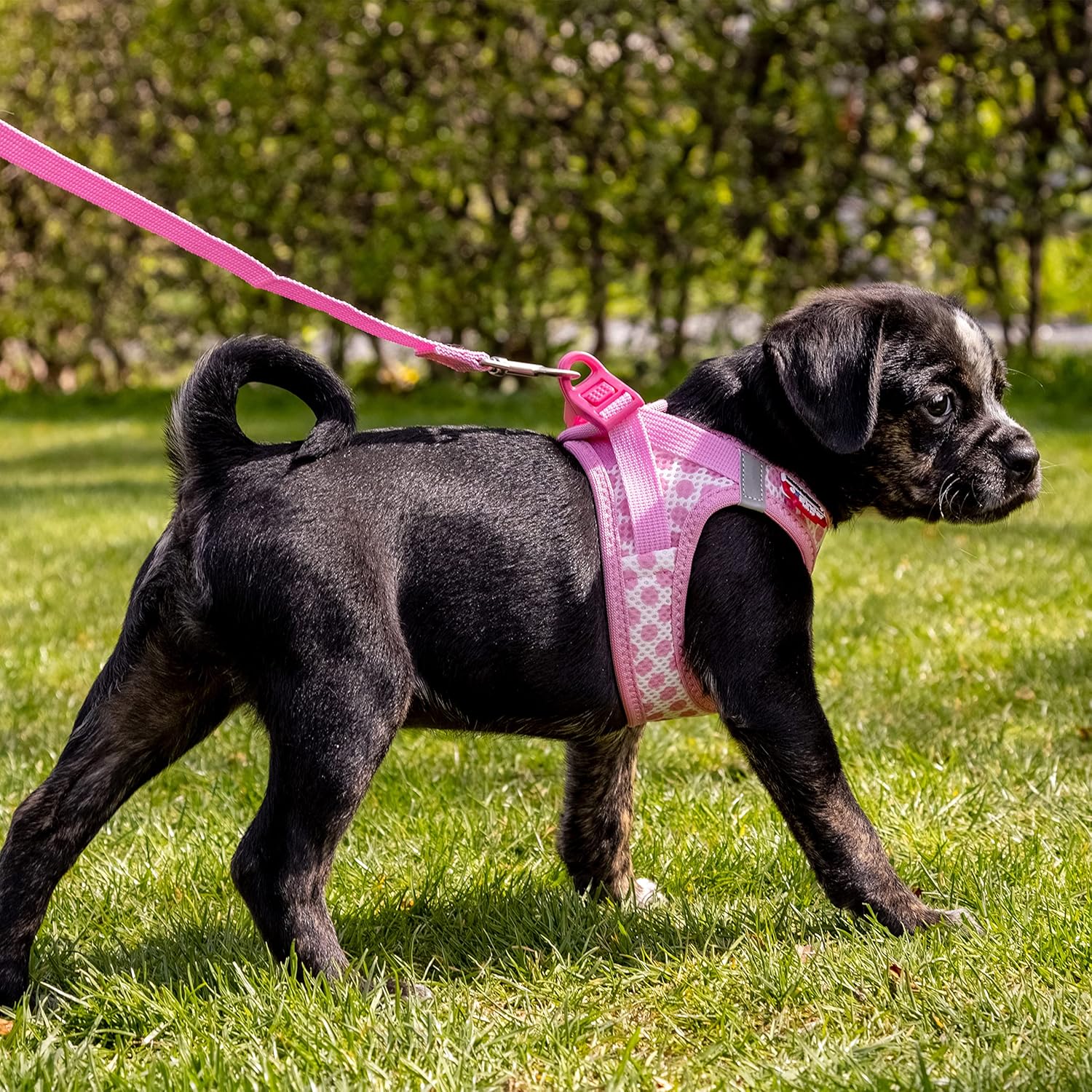 Vest Harness curli Clasp Air-Mesh Pink-Caro S & Leash M