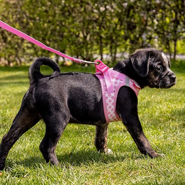 Foto 3 de 3 de Vest Harness curli Clasp Air-Mesh Pink-Circles M & Leash L