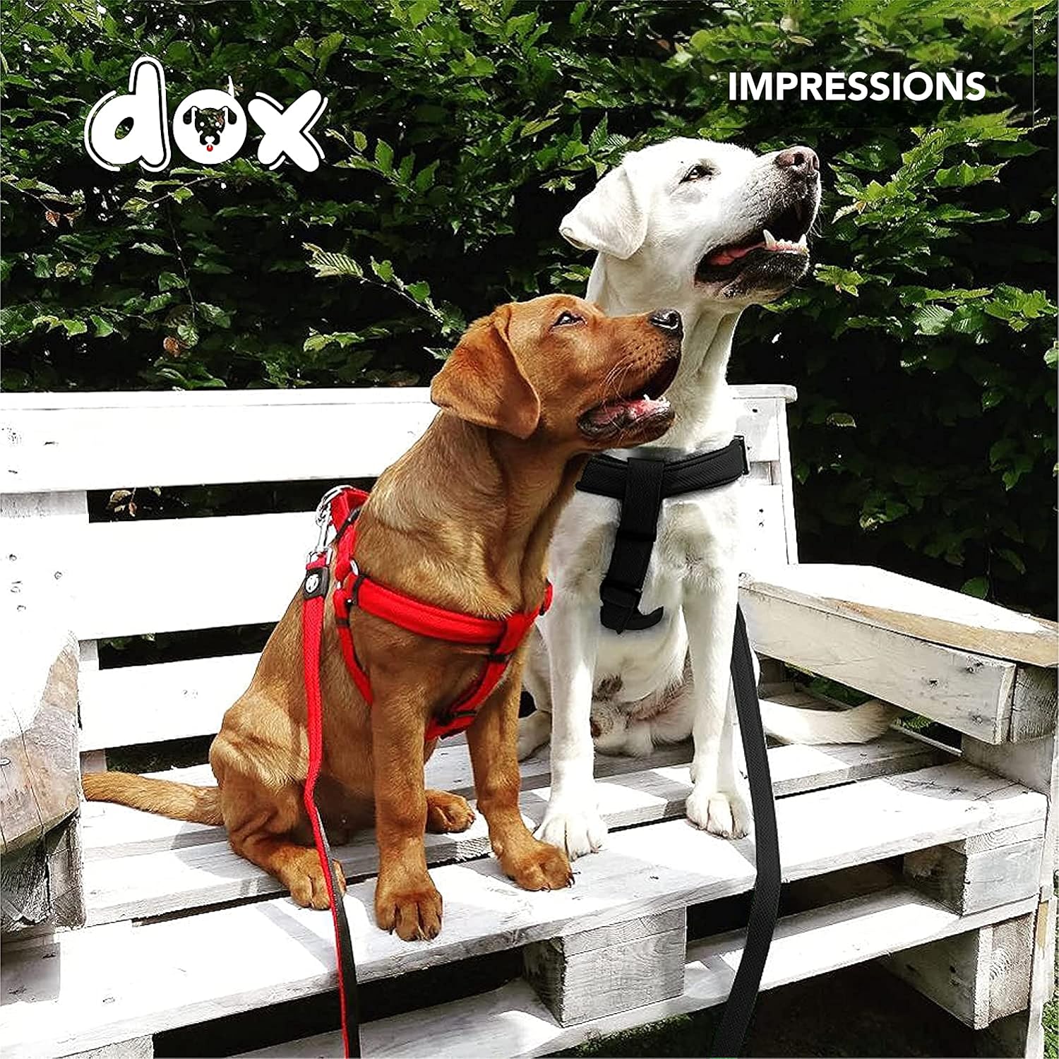 DDOXX Step-in Air Mesh Dog Harness, Adjustable, Padded | Many Colors & Sizes | for Small, Medium and Large Dogs | Cat Puppy Accessories | Black, S 7