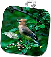 Vista 1 de 3D Rose Cedar Waxwing Bird Posched On A Branch-Us24 Bfr0099-Bernard Friel Pot Holder, 8" x 8