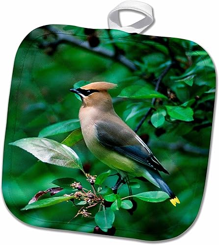 3D Rose Cedar Waxwing Bird Posched On A Branch-Us24 Bfr0099-Bernard Friel Pot Holder, 8" x 8"