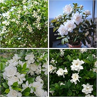Gardenia Jasminoides Seed for Planting, 300+ Jasmine Climber Seeds, Perennial Plants, Non-GMO Heirloom Gardenia Jasminoides Seeds for Garden Home Outdoor