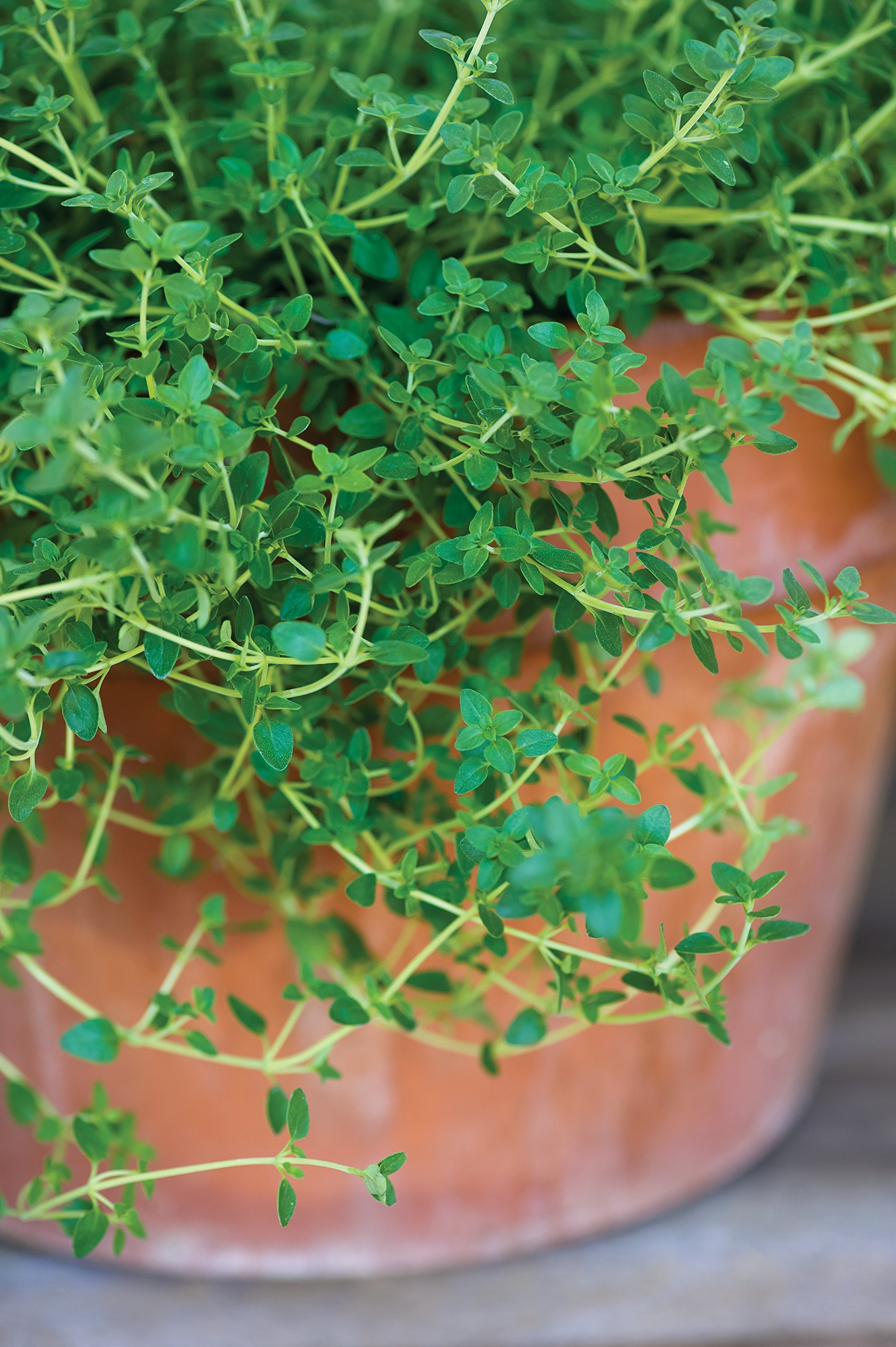 Amazon.com : Burpee 61564A Common Thyme Seeds : Patio, Lawn & Garden