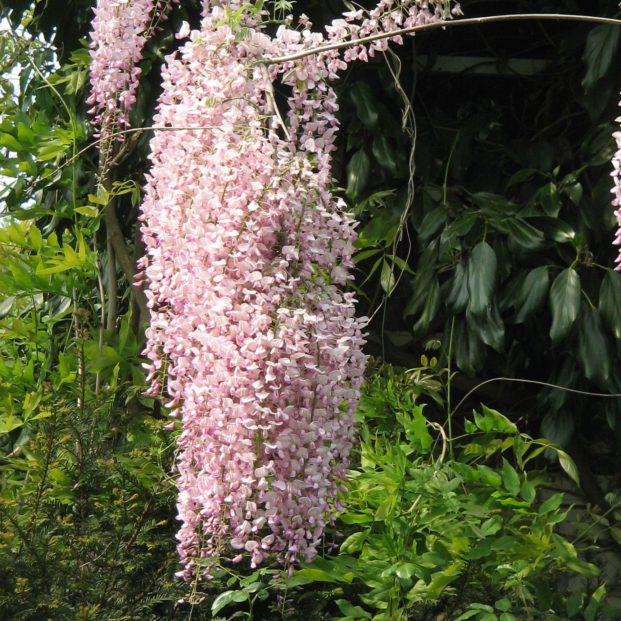 Vivai le Georgiche - Pianta vera di Wisteria floribunda "Rosea" Wisteria floribunda f. rosea 'Hon-beni' Glicine giapponese 'Honi-beni' - vaso Ø 15 cm - altezza alla vendita 40-60 cm