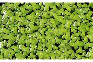 Duckweed (Lemna Minor)