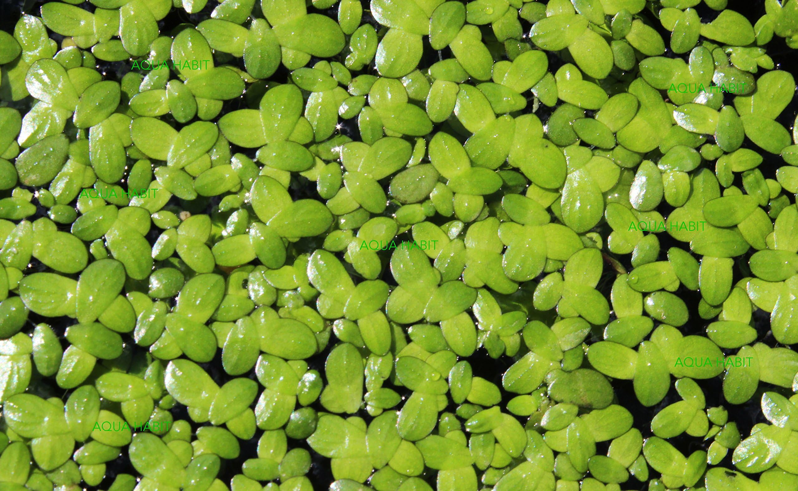 Duckweed (Lemna Minor) - 100/200/500 Live Plants (200) by Aqua Habit