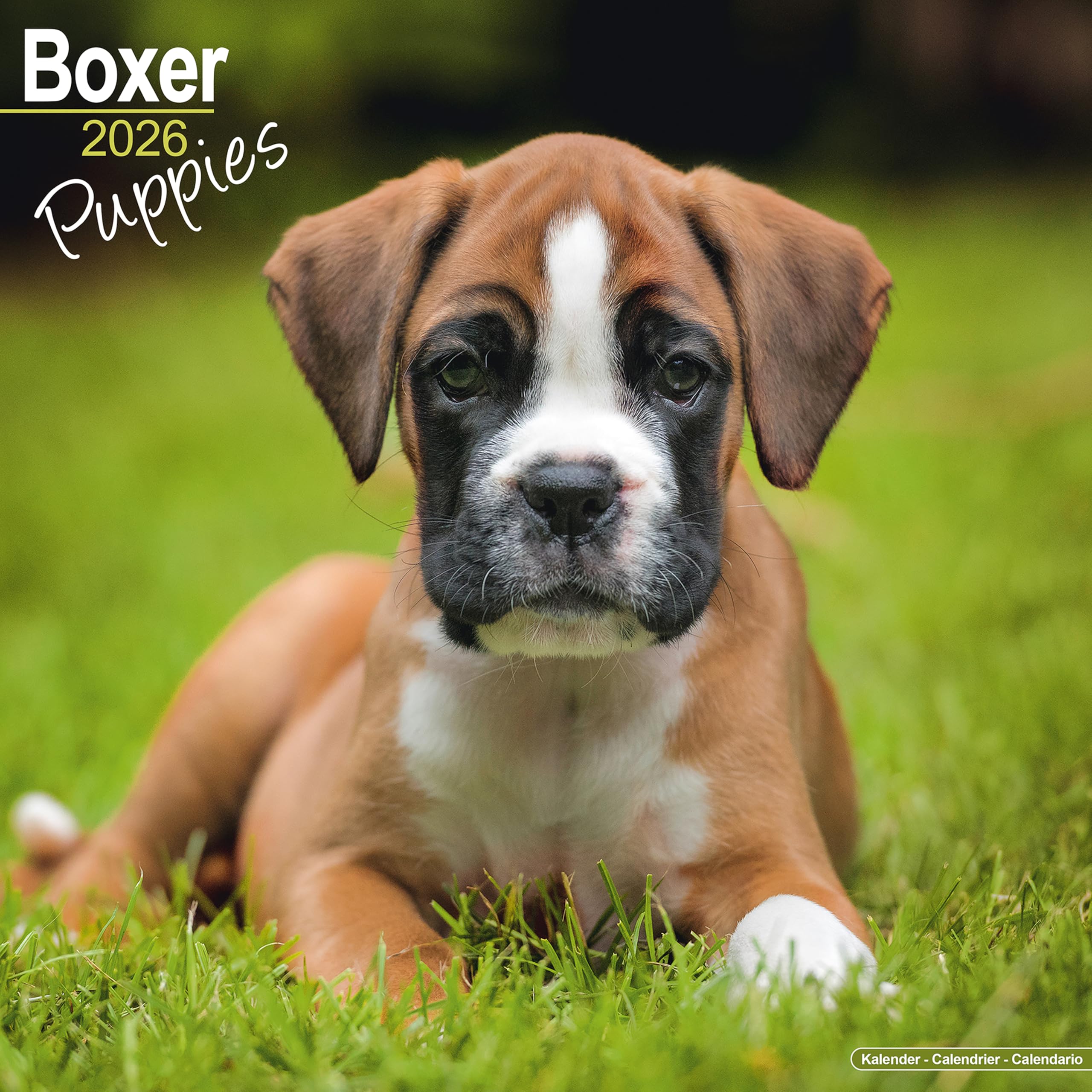 Boxer Puppies 2026 Calendar | Square Wall Calendar | Dog Breed Gift | Plastic Free Packaging | by Avonside Publishing