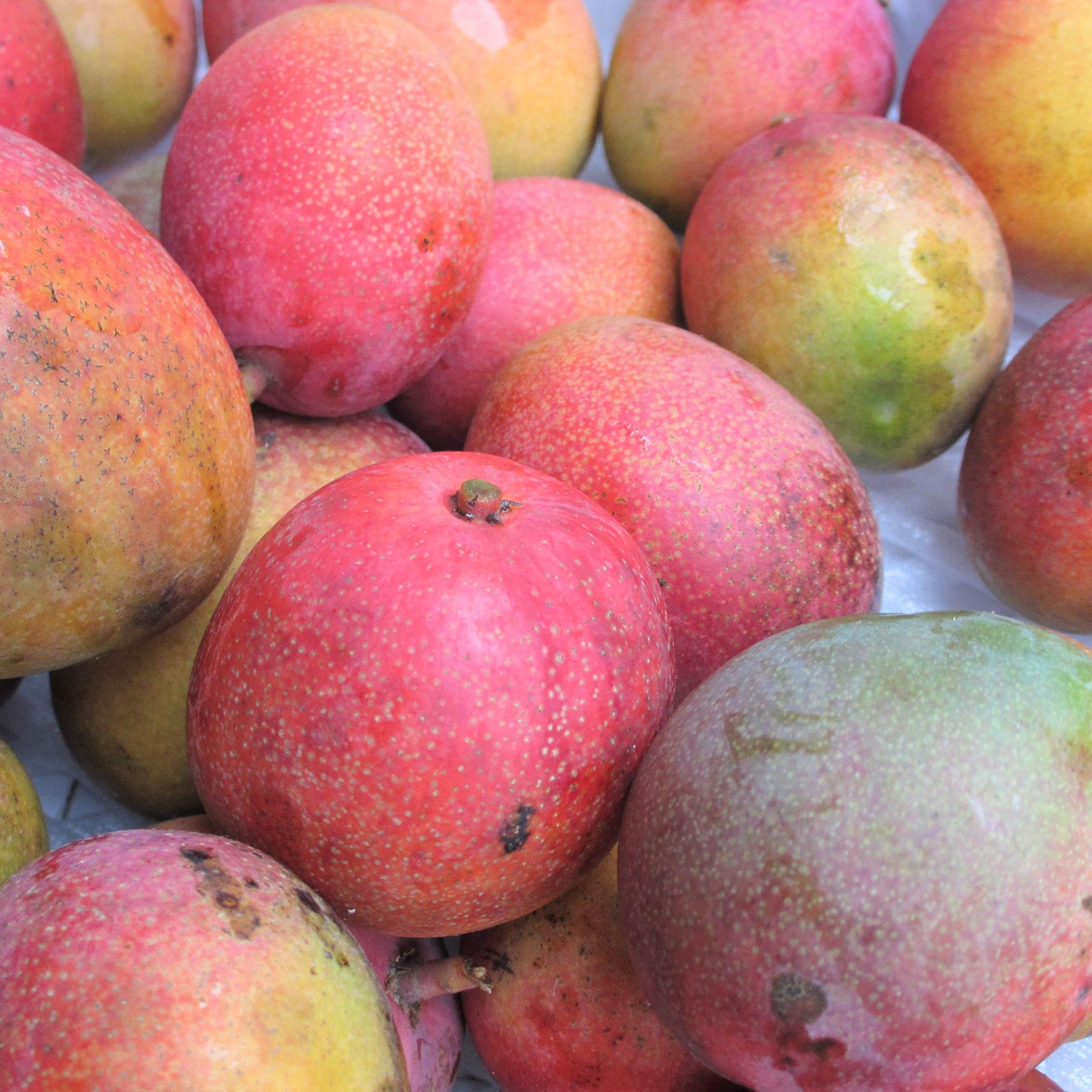 訳あり　ミニマンゴー　8,5kg クール便 Amazon.co.jp: ミニマンゴー 訳あり 1キロ 沖縄県産 : 食品