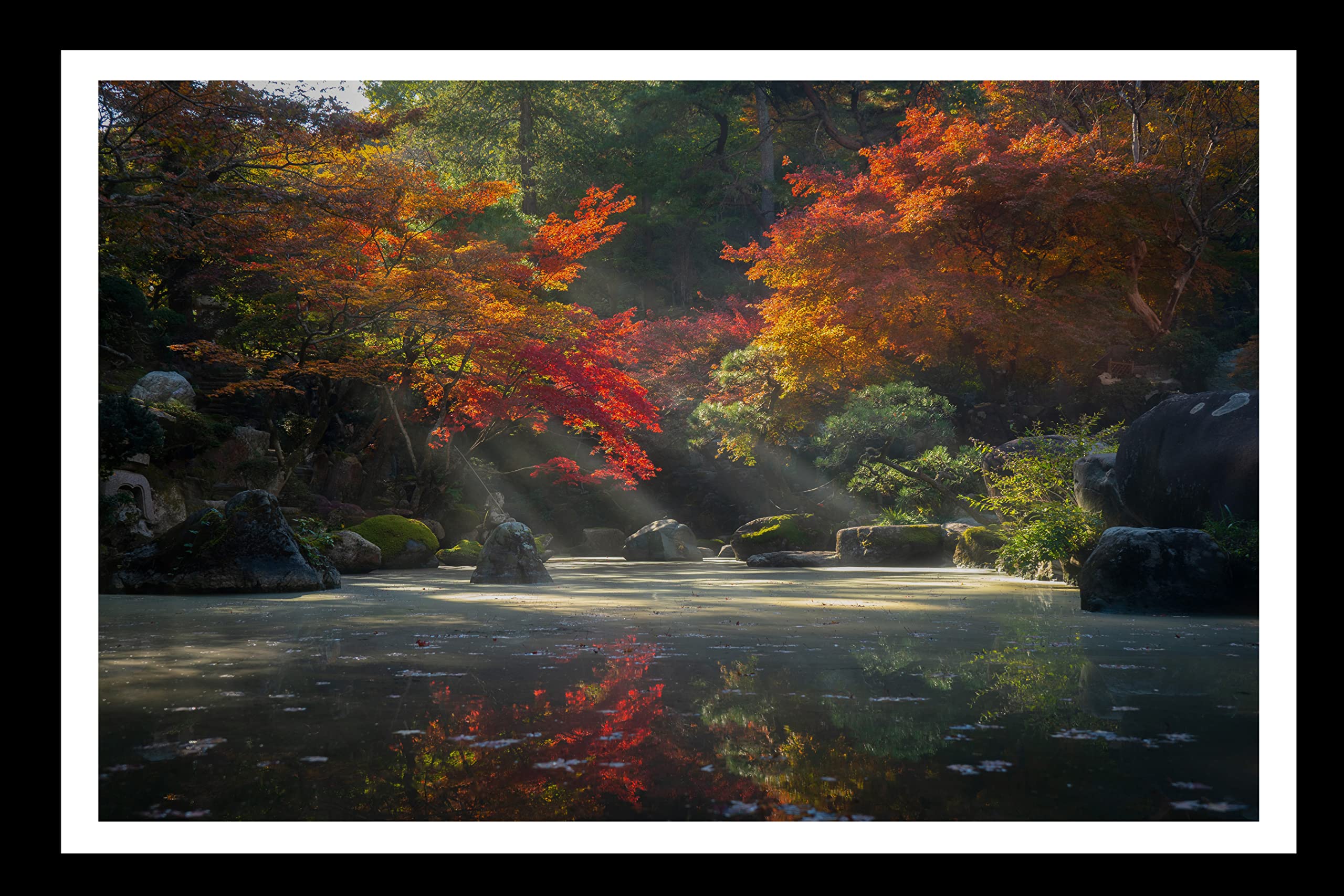 CROWN Japanese Maple Tree Nature painting Photo Frame with acrylic Glass, Painting for Wall Office and Home Decor Synthetic Wood (12 x 18 inch)