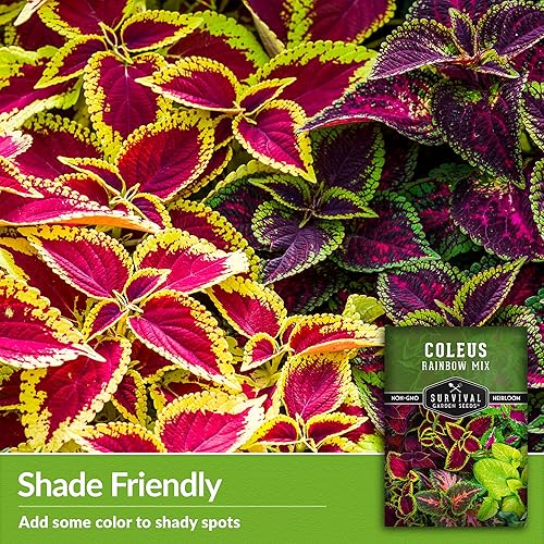 Miniatura 4 de Rainbow Mix Coleus Seed para plantar, 1 paquete con instrucciones para plantar y cultivar coleo tolerante a la sombra en el jardín de tu hogar,