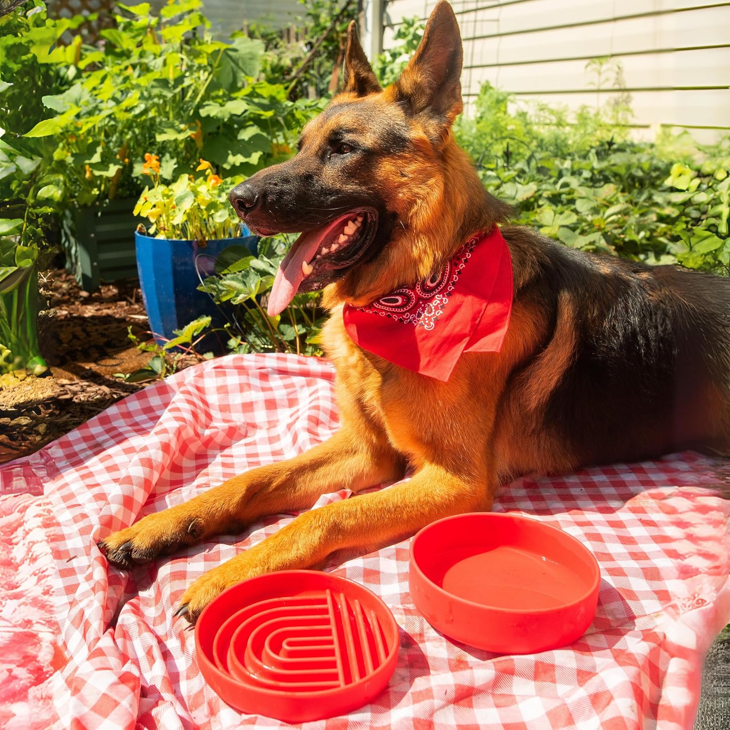 Should We Go? Slow Feeder for Dogs & Puppies, The Slowdown Bowl Silicone Slow Eating, Modern Lick Mat Design, Reduces Gulping, Fits 2 Cups, 7.5” Across x 1.5” Tall, Mealtime Challenge, Medium-Cherry