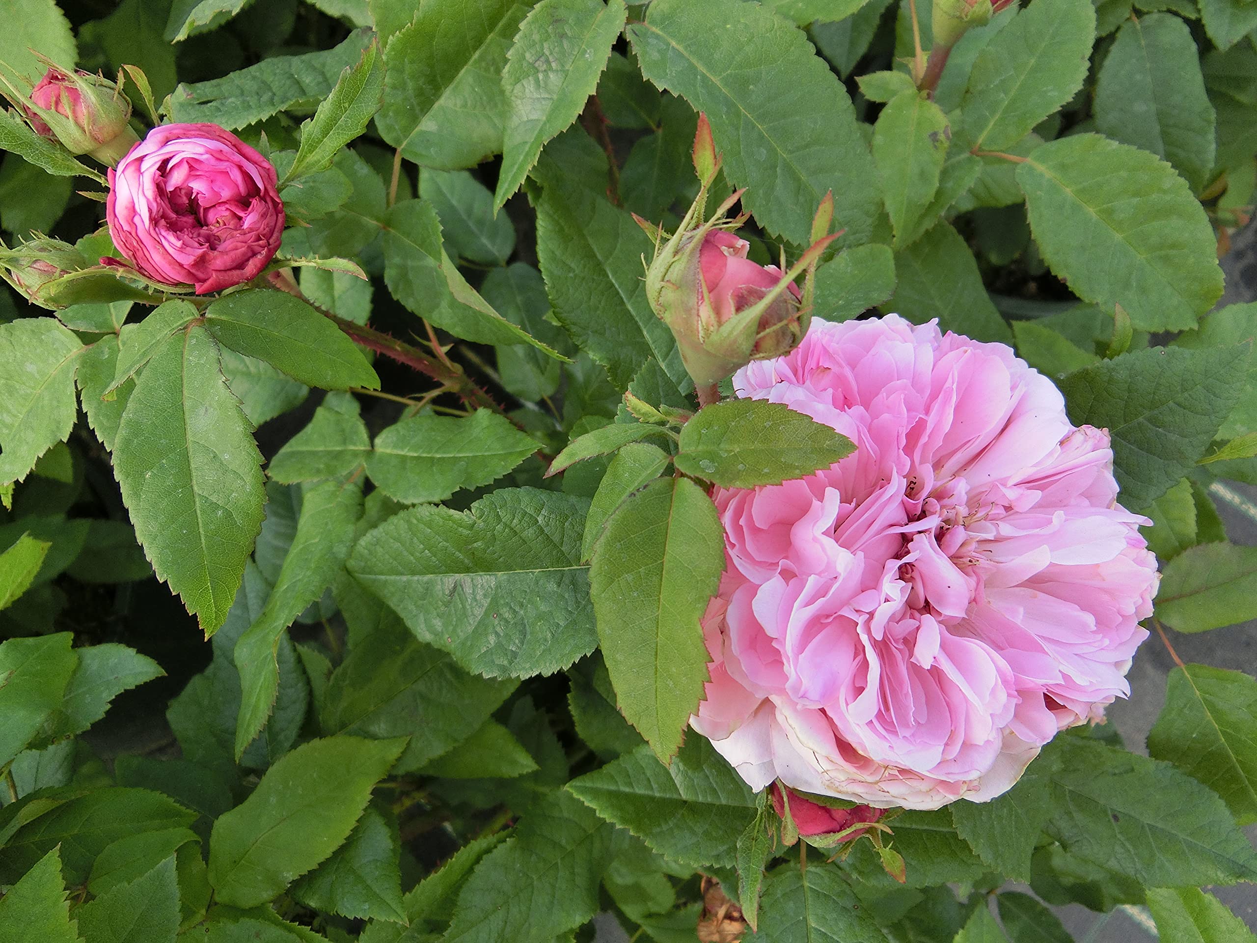 Garten-Schlüter Historische Rose 'Jacques Cartier'