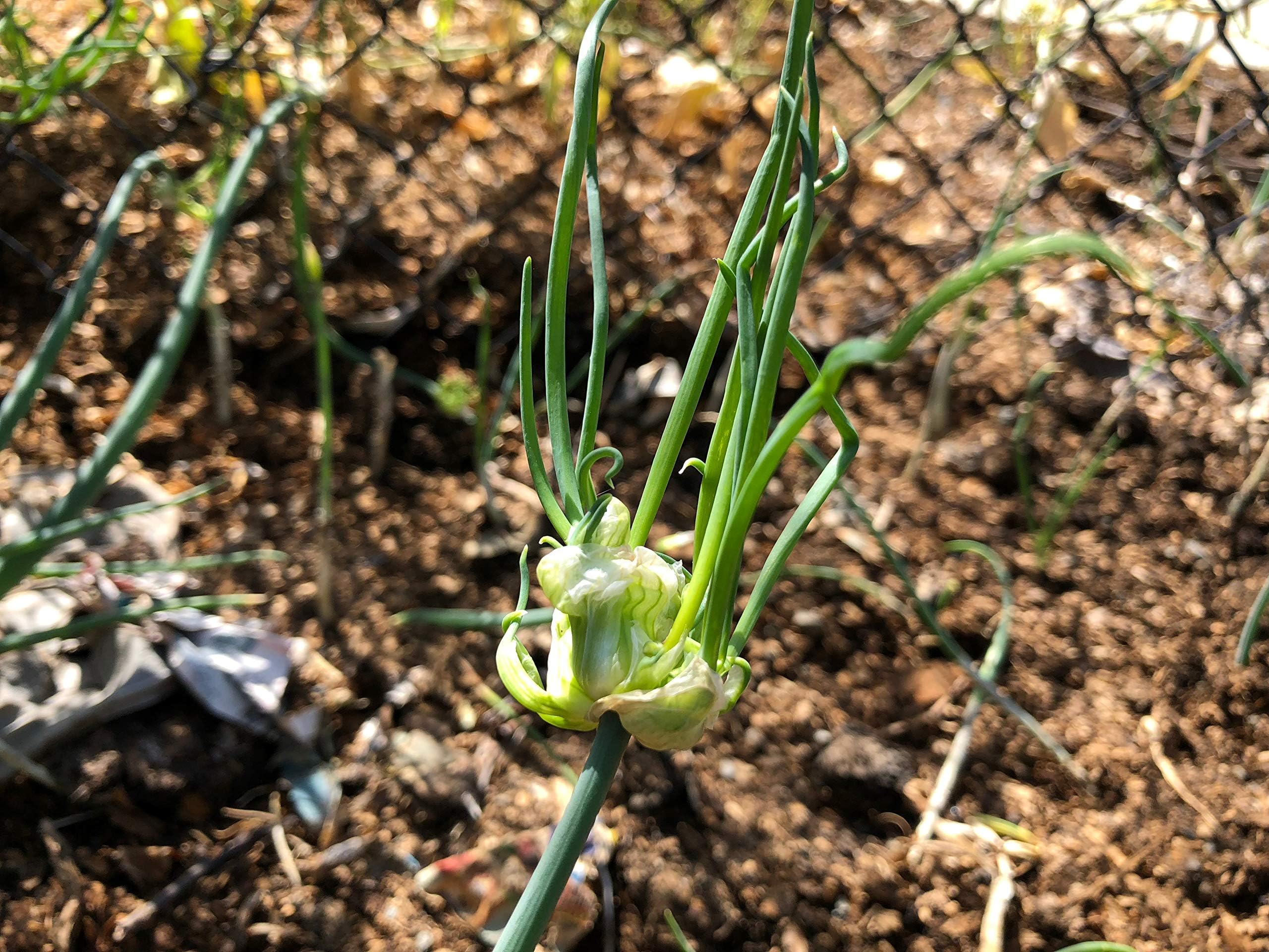10 Plants of Perennial Egyptian Walking Onion