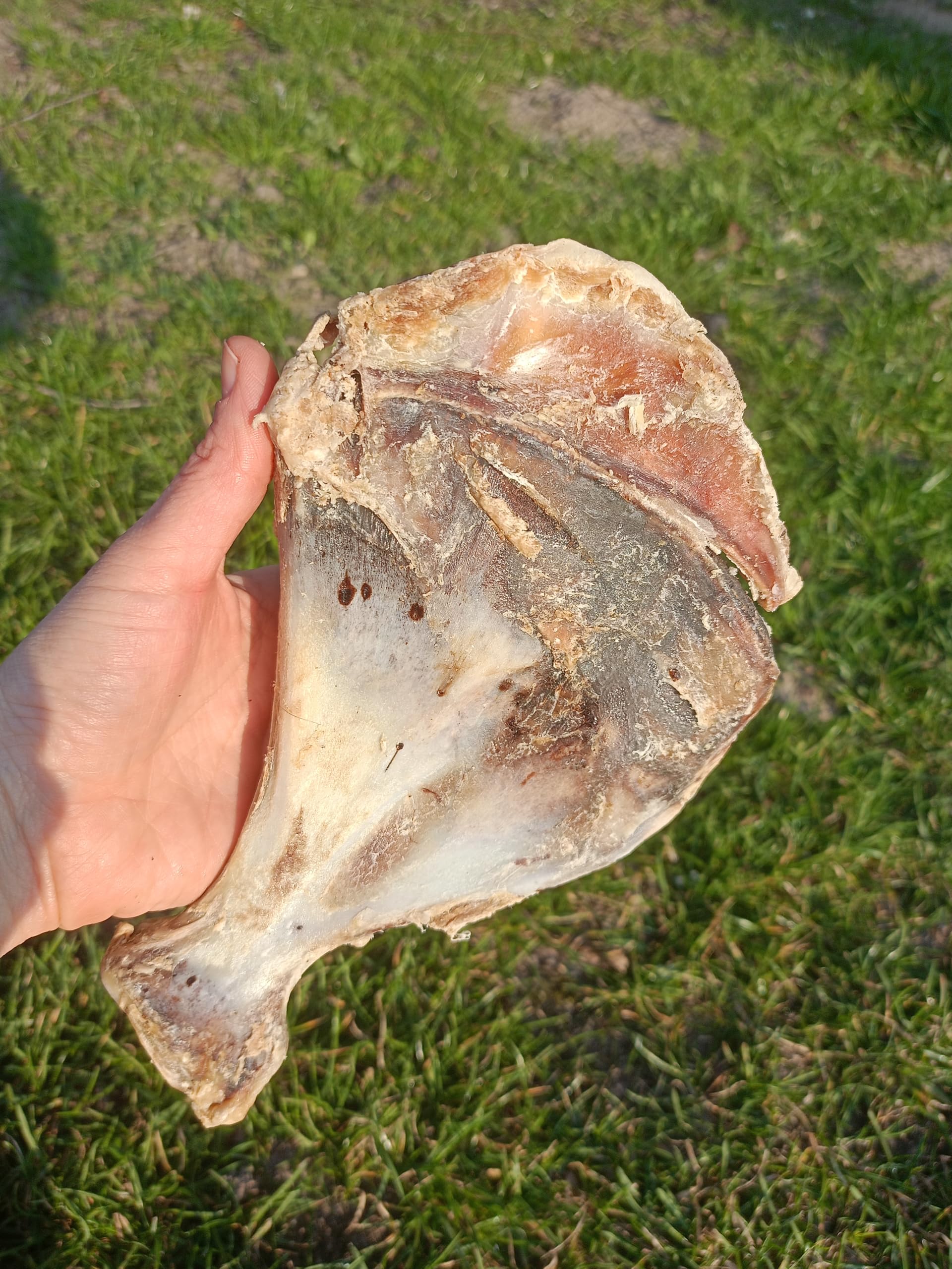 Os à mâcher pour chien de grande taille 5 kg Os de chien Os de porc omoplate friandises pour chien