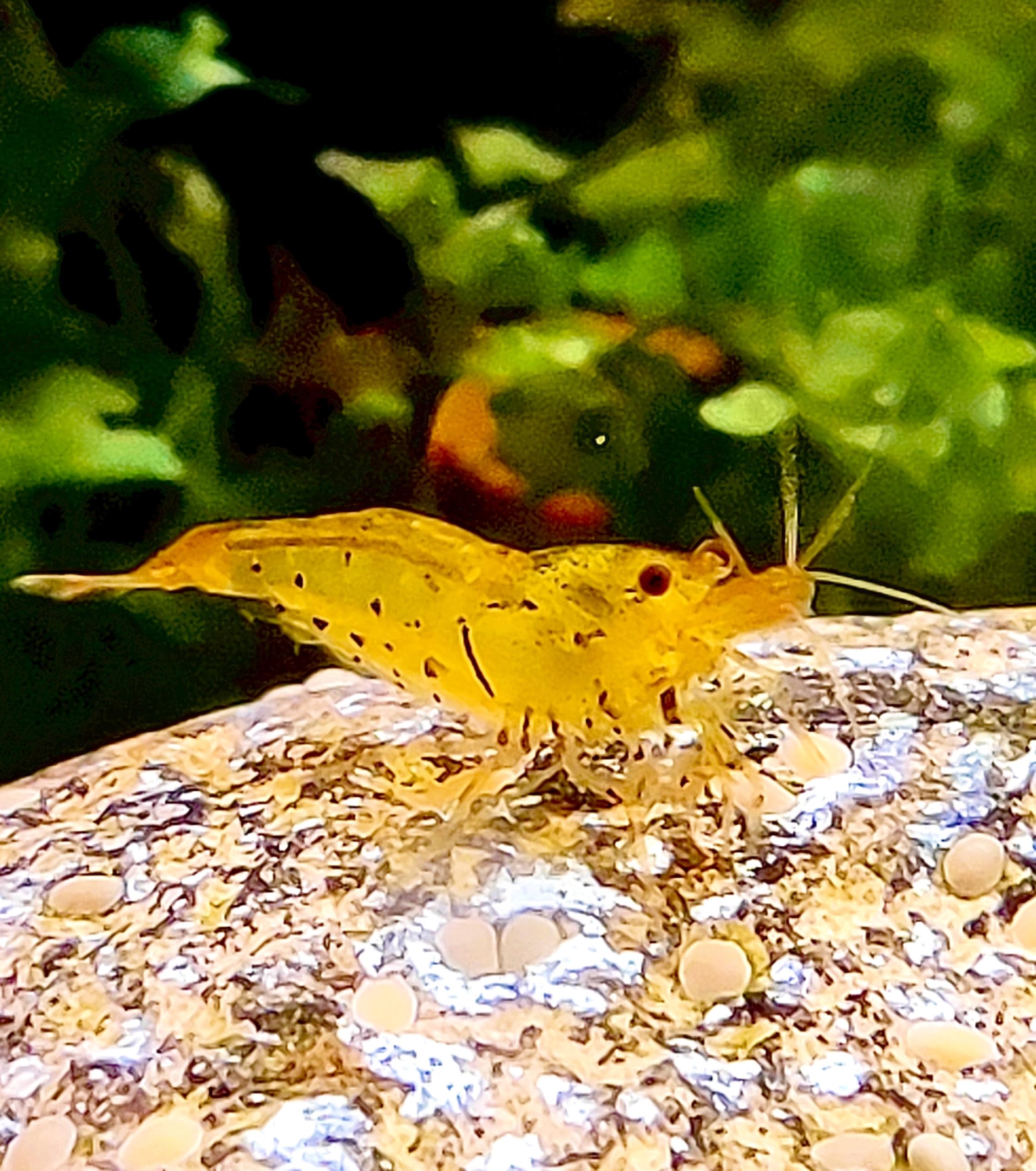 Generisch Garnelenglück - Goldene Tigergarnelen - Caridina - 5/10/20/30 Stück (20)