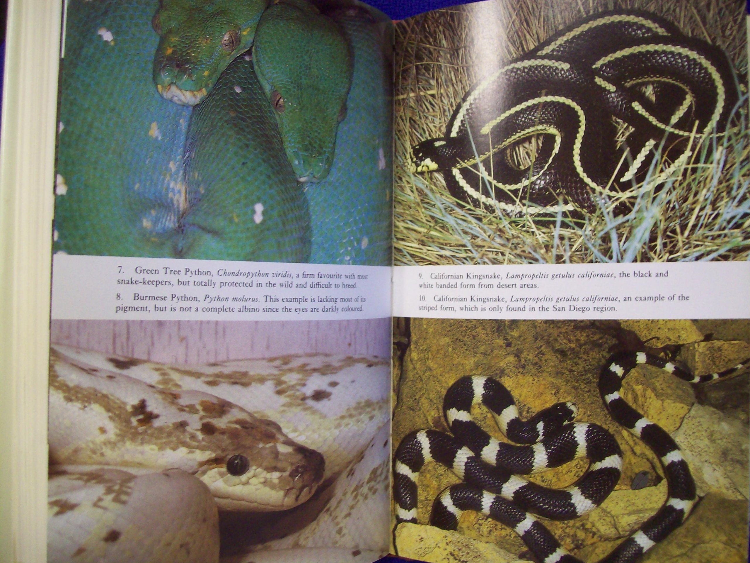 Keeping and Breeding Snakes