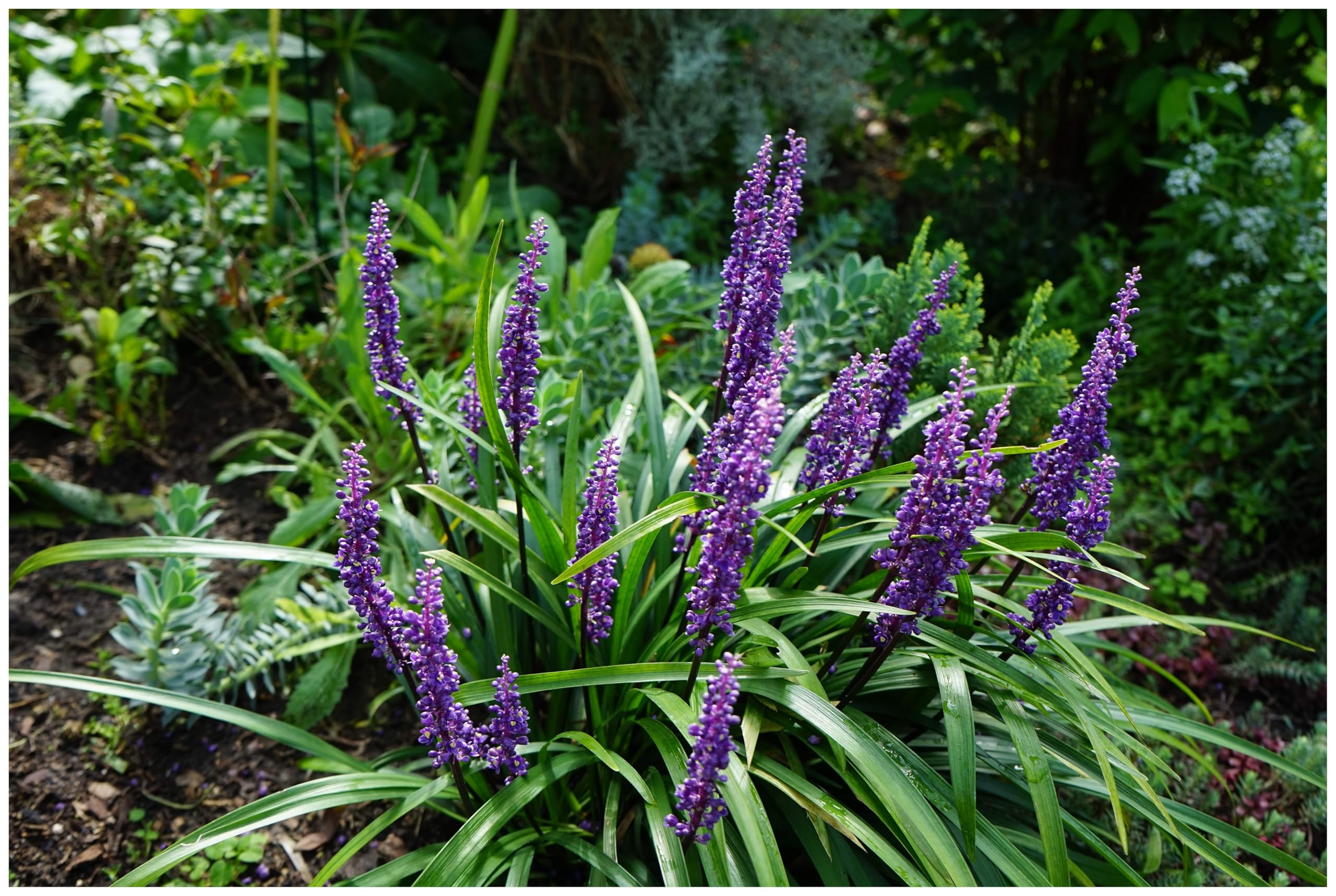 Stauden Gänge 10 x Liriope muscari 'Moneymaker' Lilientraube winterhart