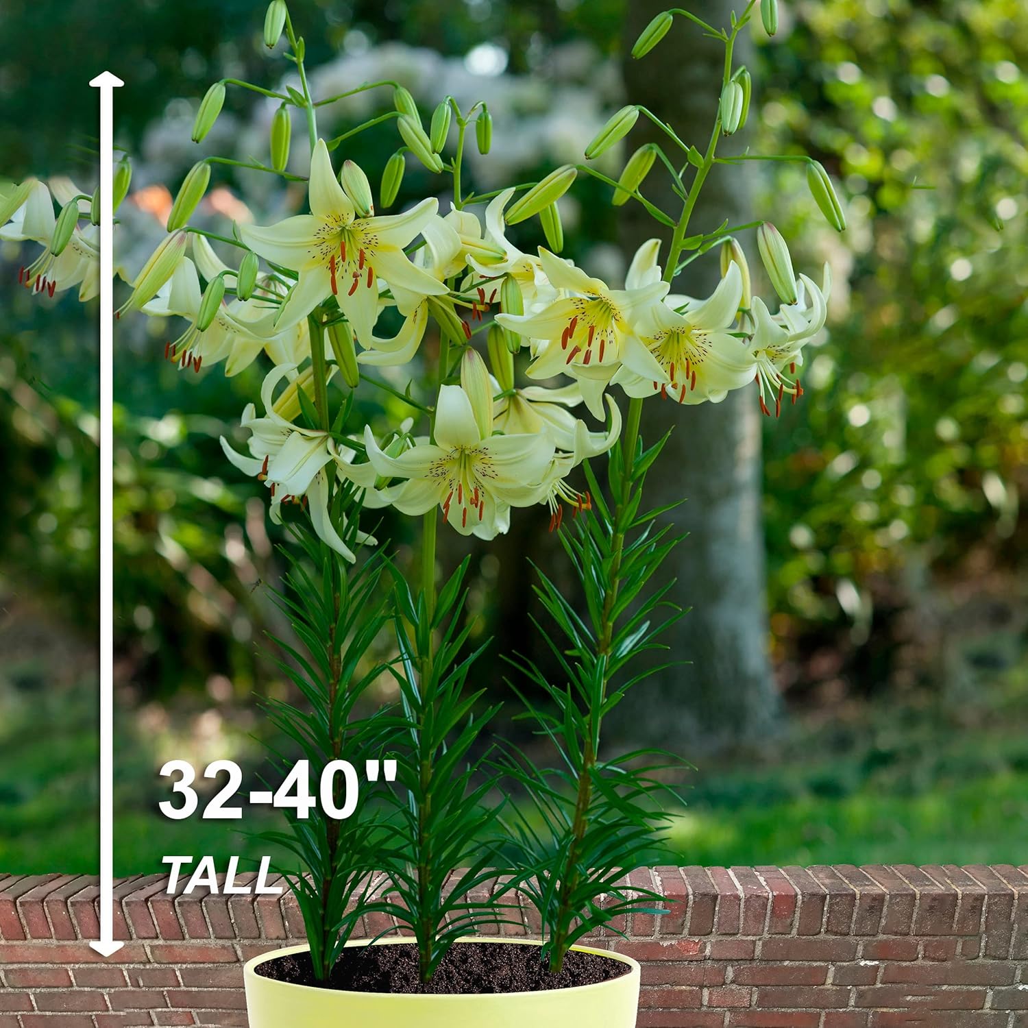 Garden State Bulb Sweet Surrender White Asiatic Lily Flower Bulbs, 14/16cm, Spring Planting (Bag of 20)