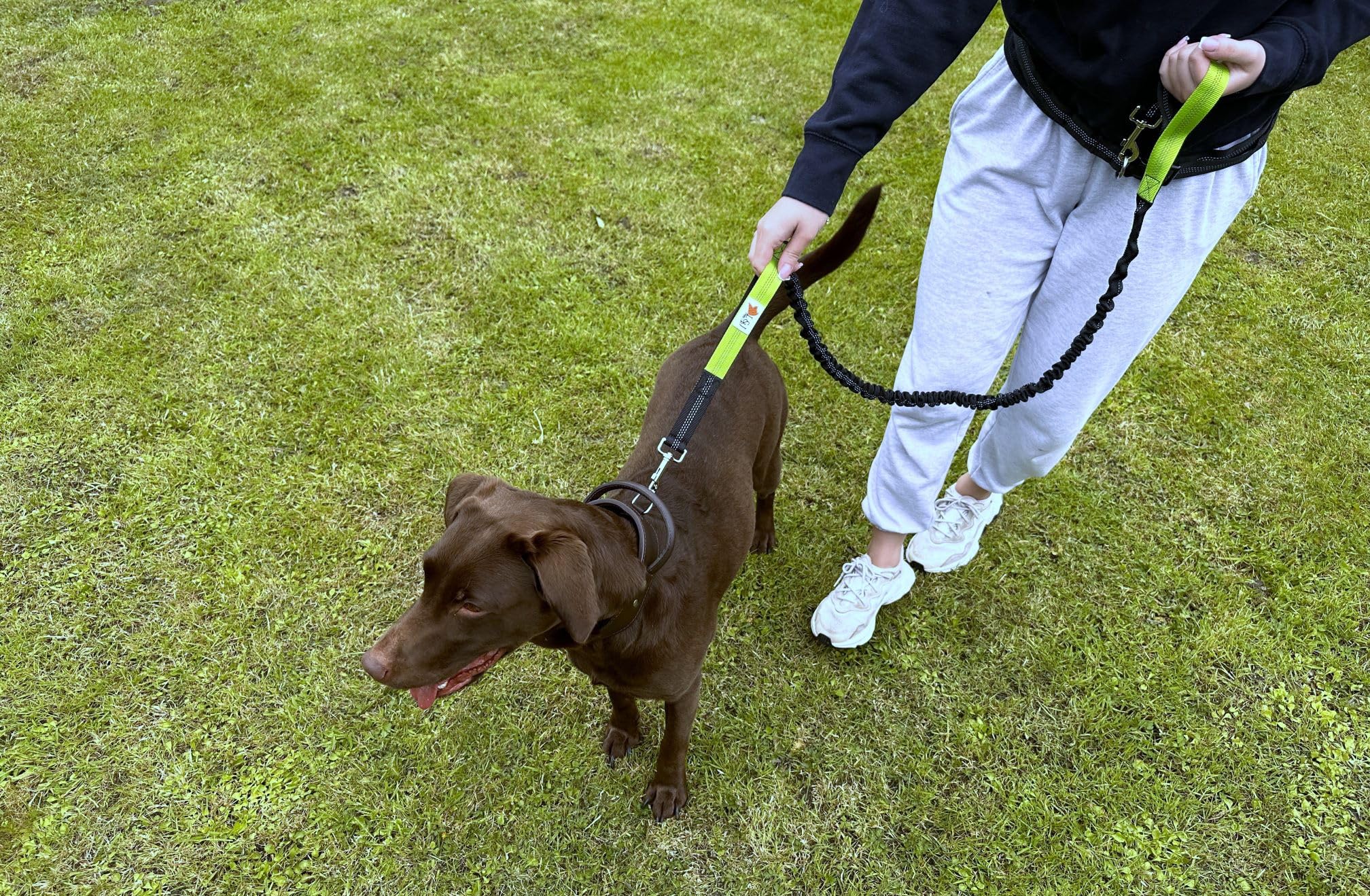 Hands Free Running Dog Lead/Dual-Handle Dog Leash Bungee - Reflective with Double Sided Lined Pouch Great for Handsfree Running, Jogging or Walking (Green)