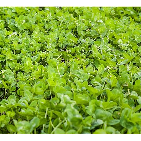 Amazon Com Outsidepride Clover King Deer Food Plot Seed 10 Lbs Flowering Plants Patio Lawn Garden