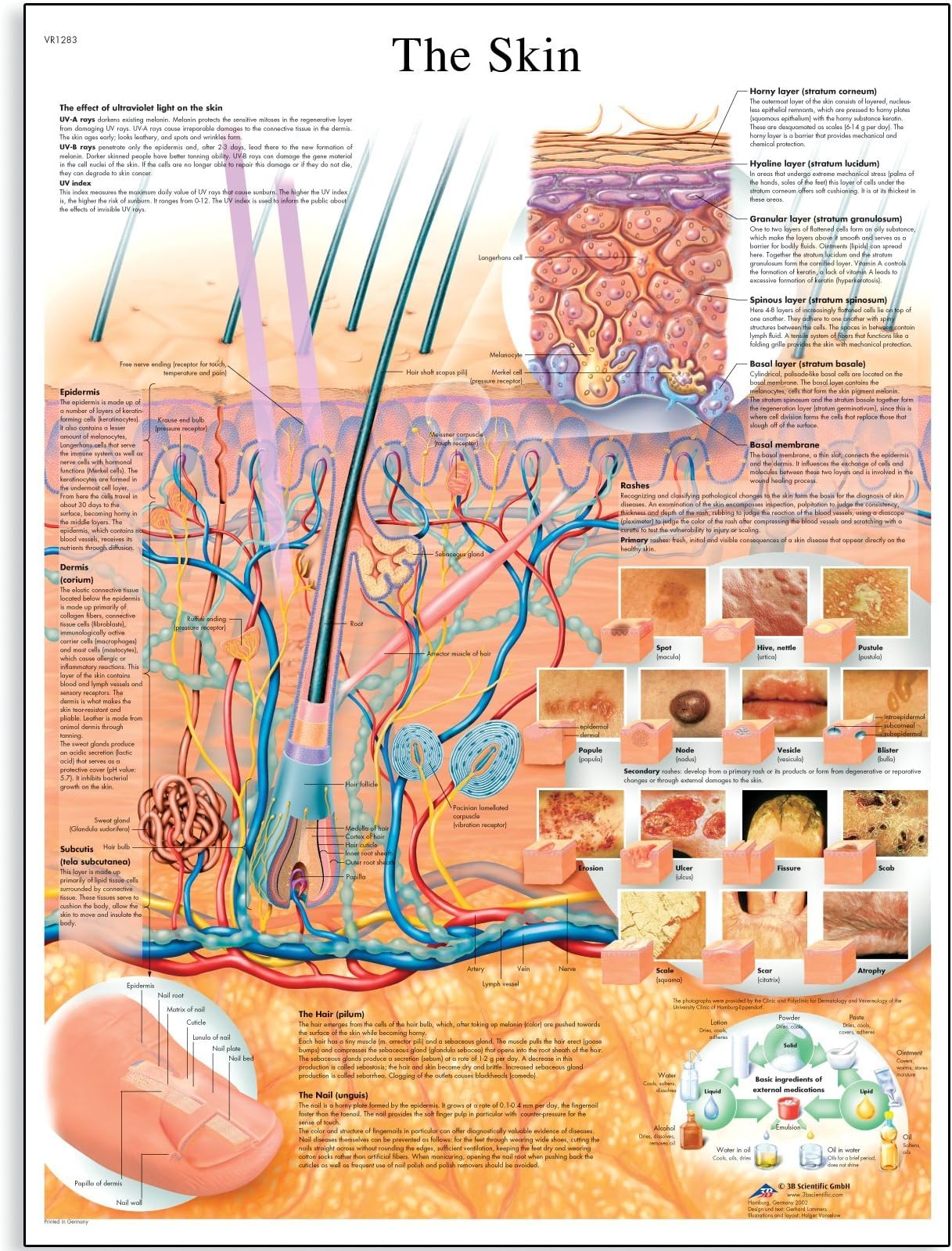 3B Scientific The Skin Chart, VR1283UU, unlaminated, 50.00 x 67.00 cms