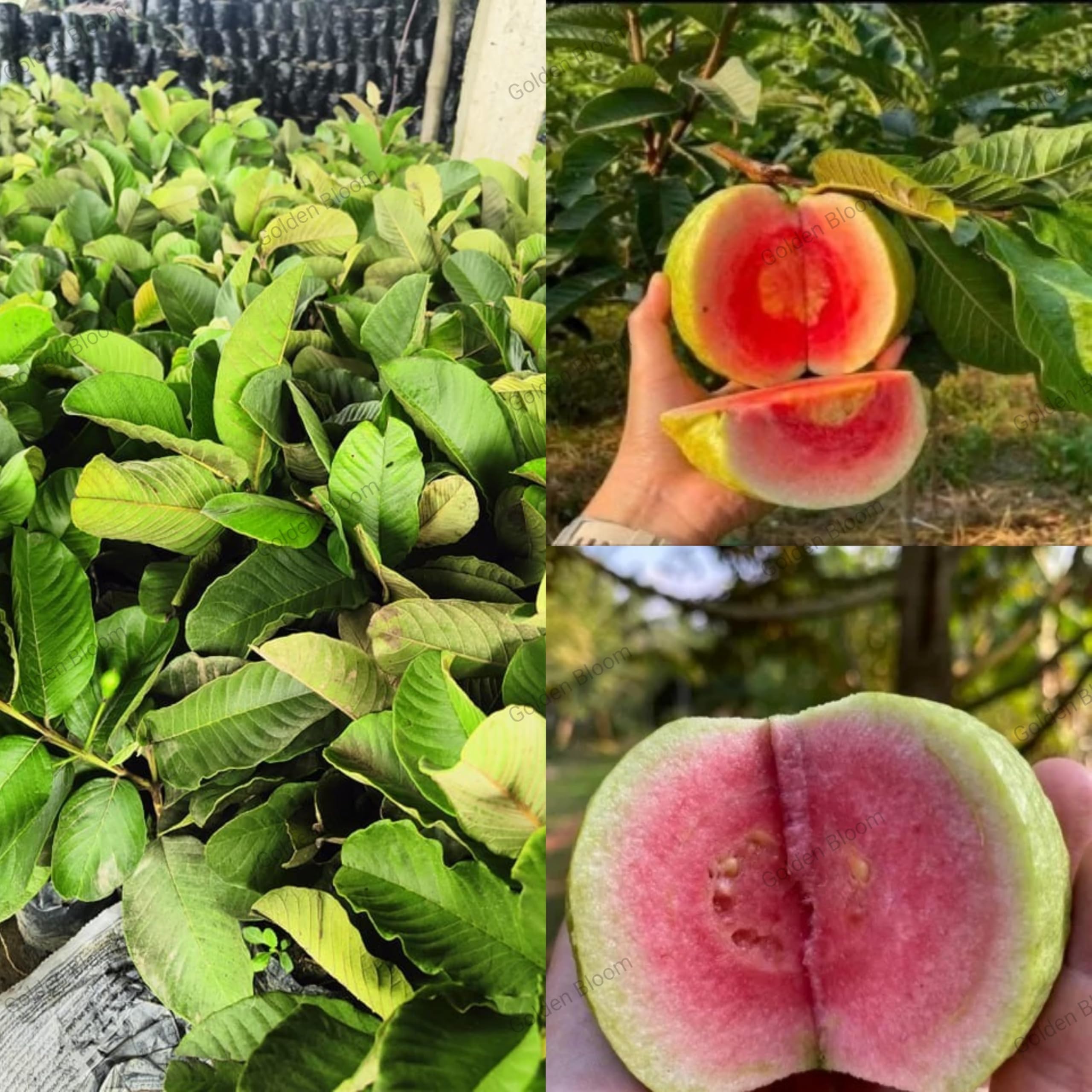 Golden Bloom Japanese Grafted Original All Time Red Diamond Guava Plant, Lal Peyera,Amrud (King Of Guava) "Thai Variety" (B0CW9KYDF9) Amazon Price History, Amazon Price Tracker