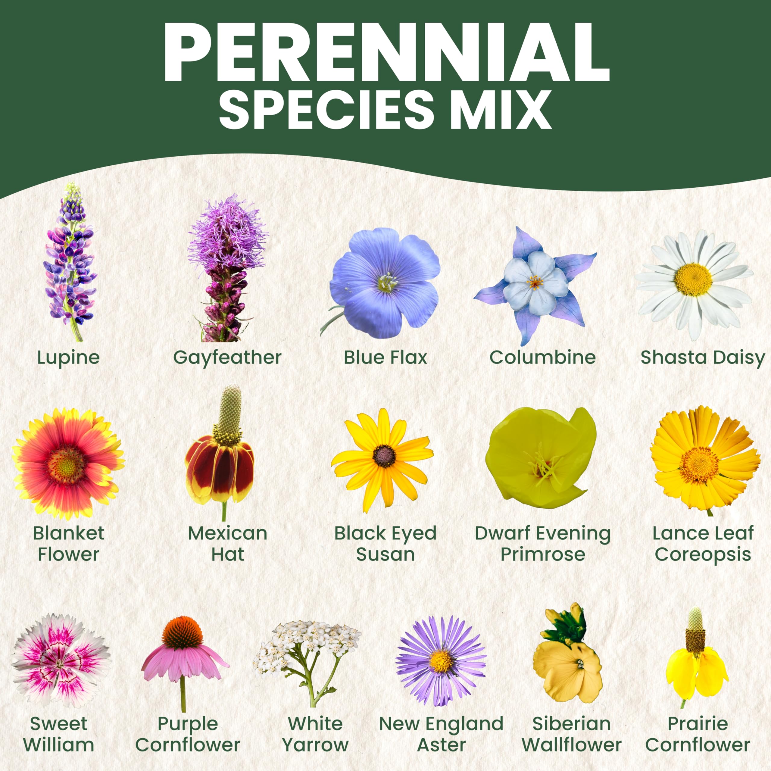 Amazon.com : Perennial Species Mix - Large 1 Ounce Packet - 15,000 Flower  Seeds for Planting - Wildflower Mix : Patio, Lawn & Garden