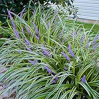 Vista 4 de Liriope abigarrado 1 galón