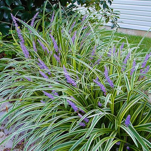 Miniatura 4 de LIRIOPE abigarrado - Tamaño 1 galón, planta viva, incluye fertilizante de mezcla especial y guía de plantación