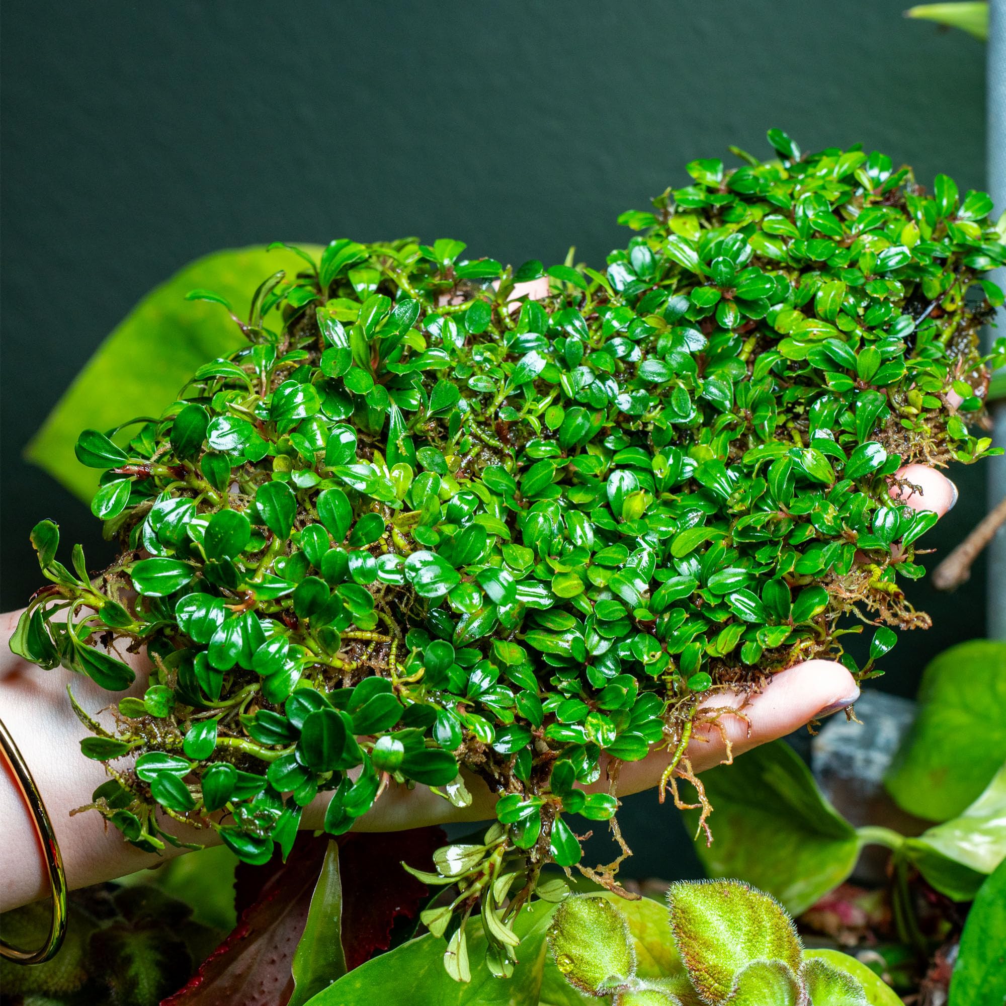 Amazon.com: SubstrateSource Bucephalandra Lamandau Mini Purple