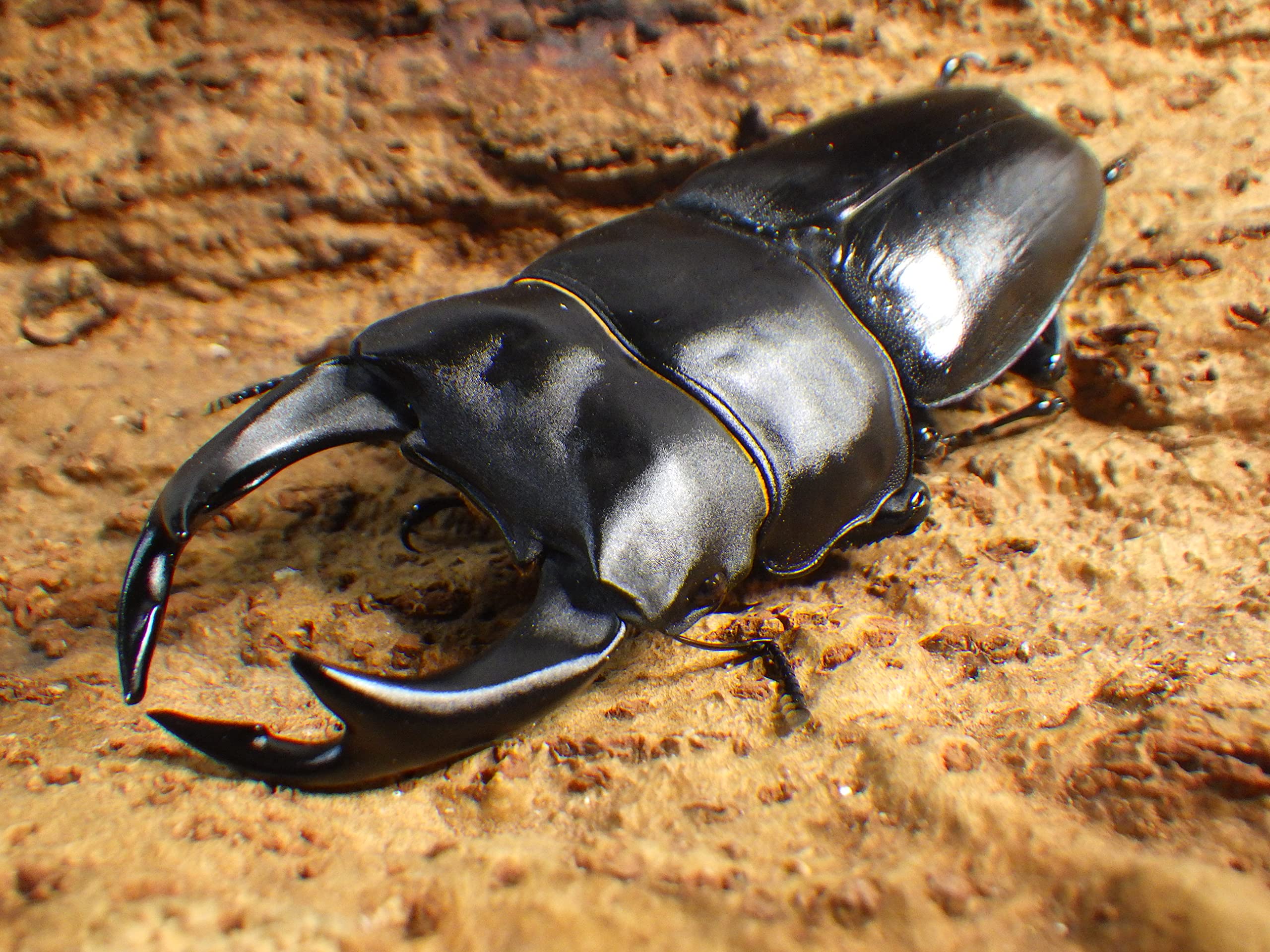 DRIP 】◇能勢YG血統◇ オオクワガタ ♂83.1mm+♀49.4mm 新成虫