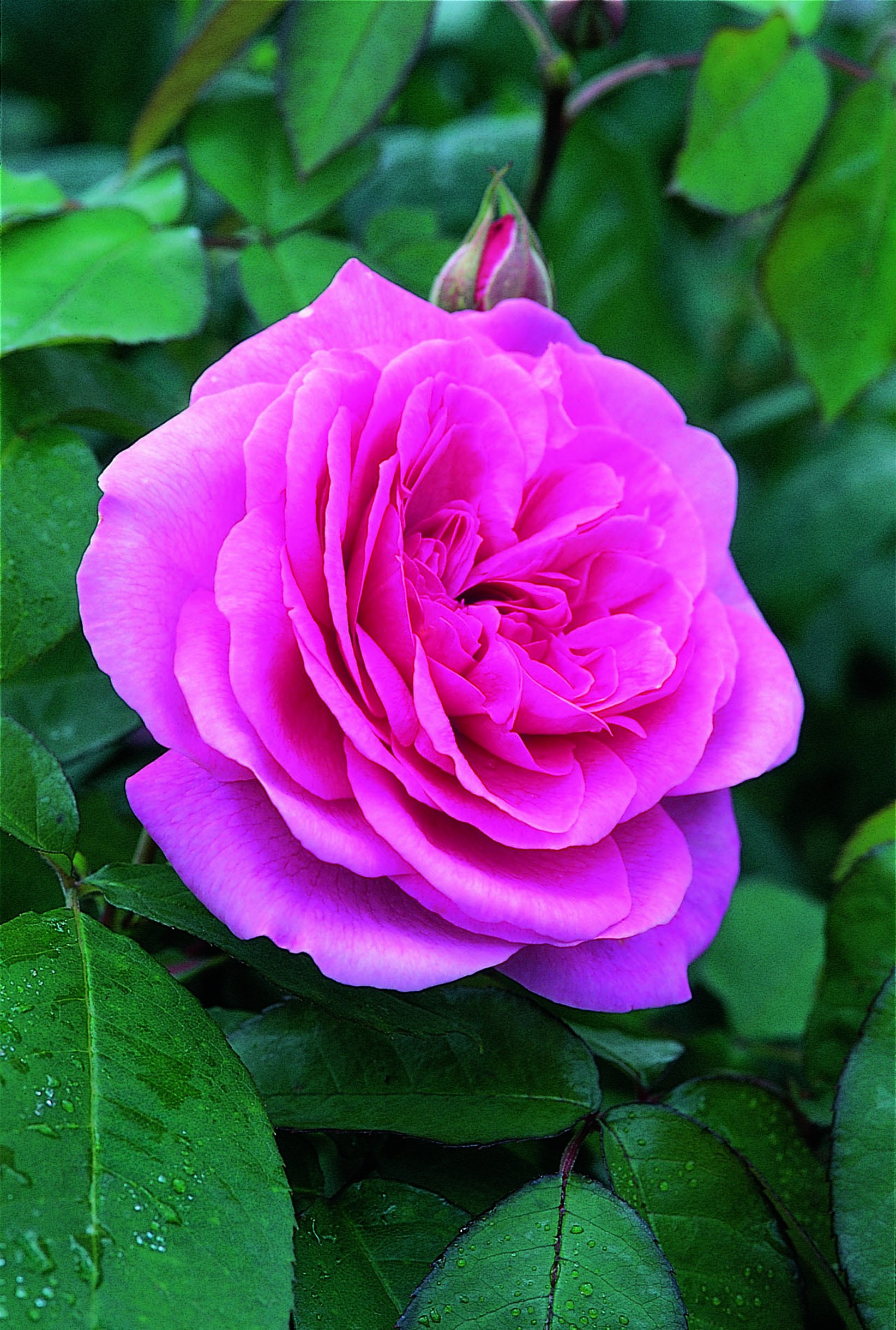 Gertrude Jekyll (ausbord) Deep Pink Bare Root Rose-Old Rose Hybrid
