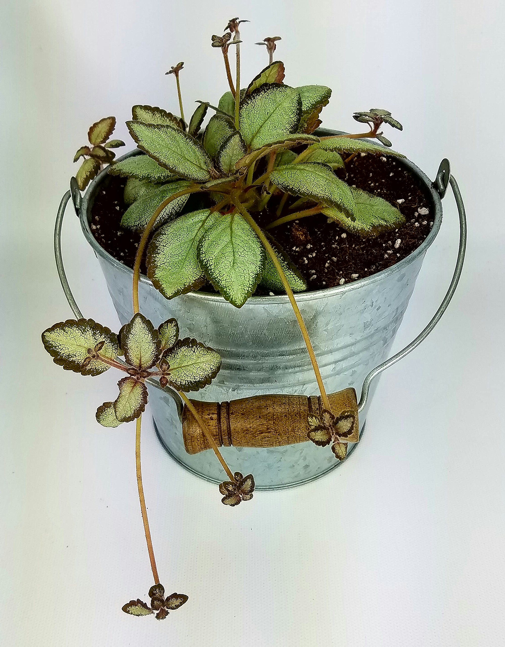 Amazon.co.jp: ビンテージ バンド付き 6インチ バケツプランター 亜鉛