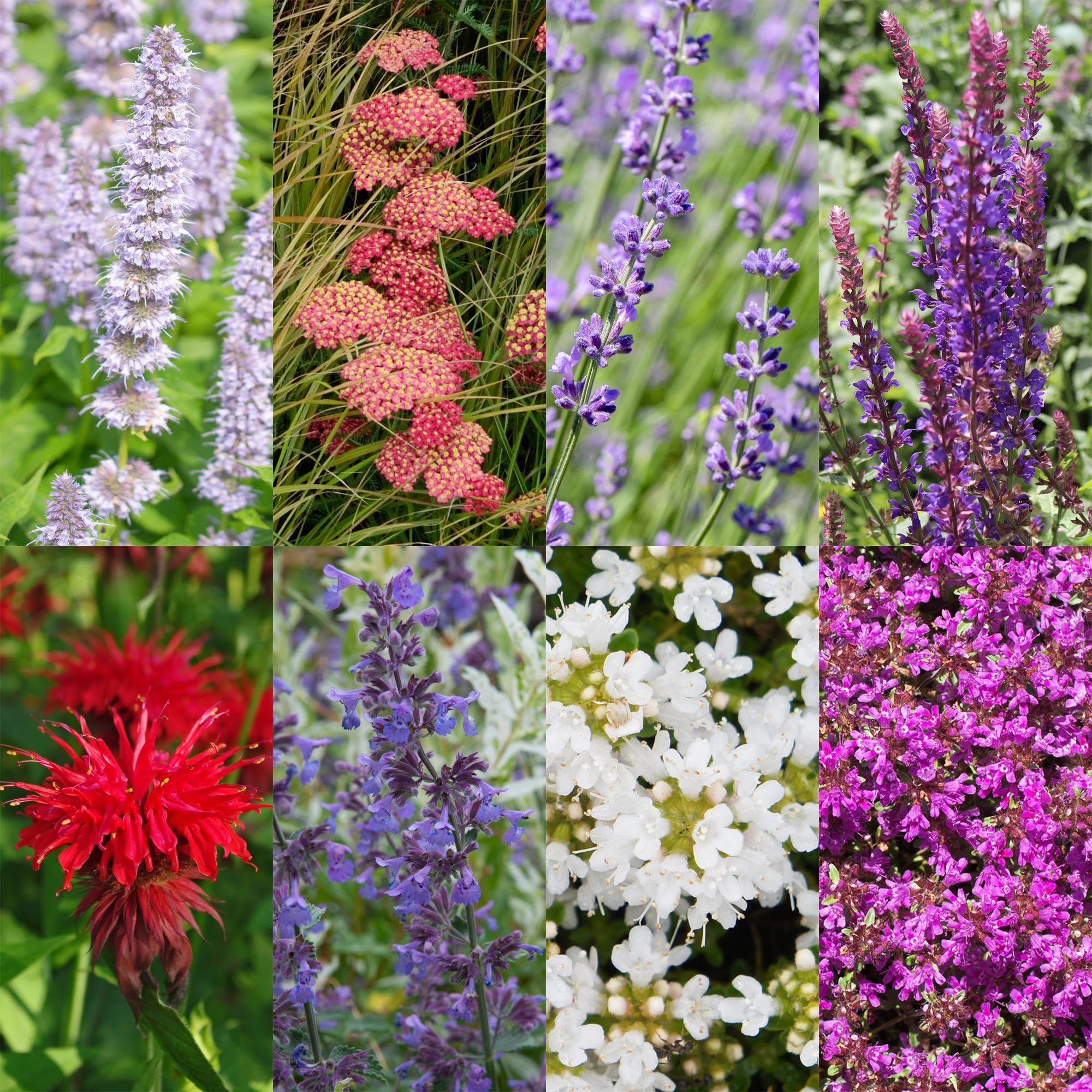 Piante Perenni Profumate da Giardino, Colori Misti, 24 Pezzi Vaso 11cm