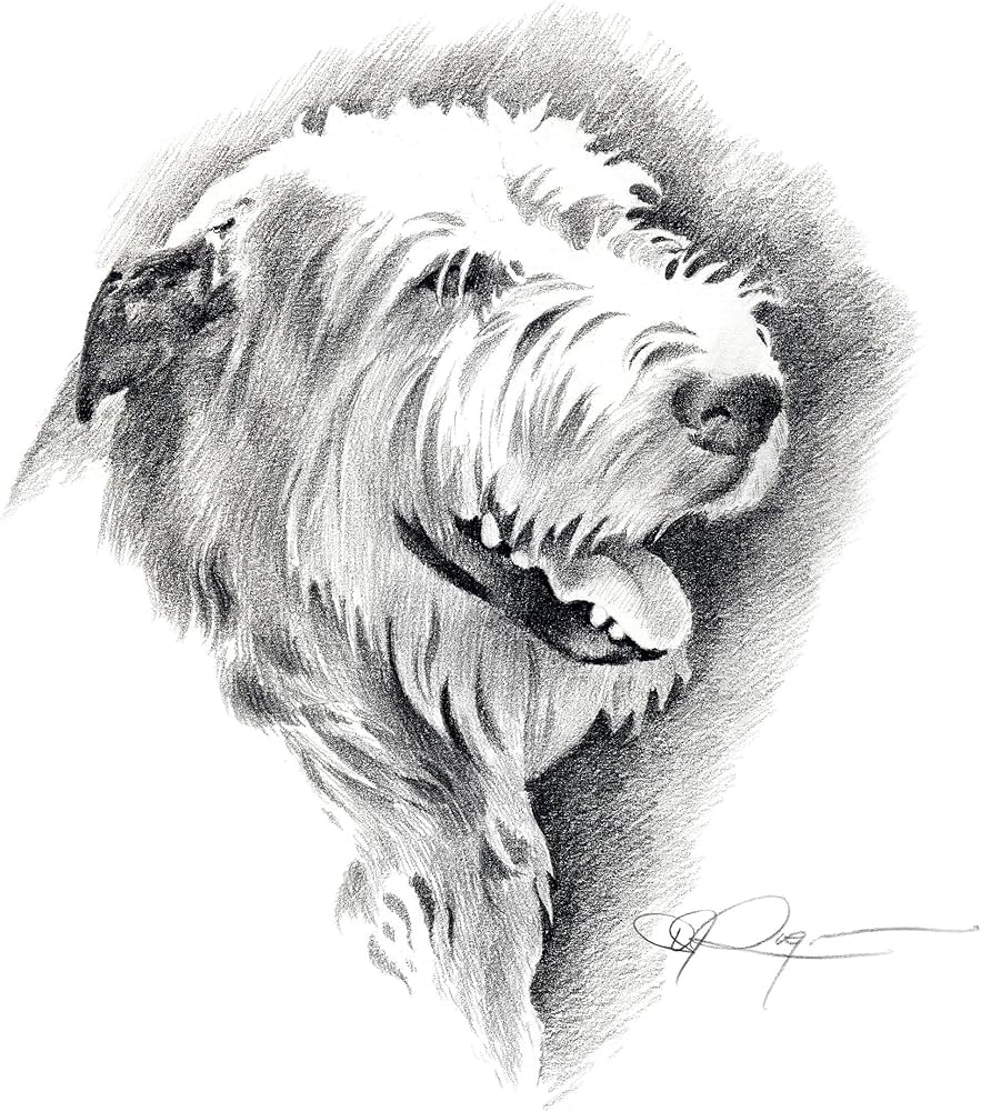 Irish Wolfhound Drawing Easy ubicaciondepersonas.cdmx.gob.mx
