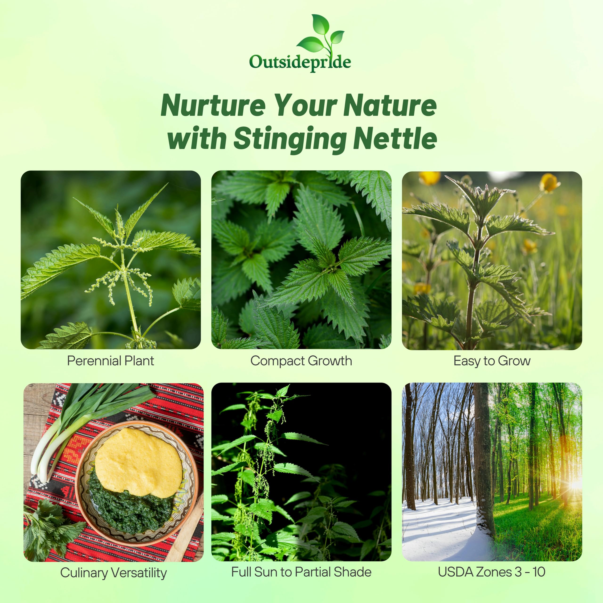 Amazon.com : Outsidepride Stinging Nettle Seeds - 10000 Pcs Perennial and  Low Maintenance Herb Seed for Planting Green Blooms with Fibrous, Iron Rich  Leaves, Ideal for Cooking, Wellness Uses, Pollinator Gardens :