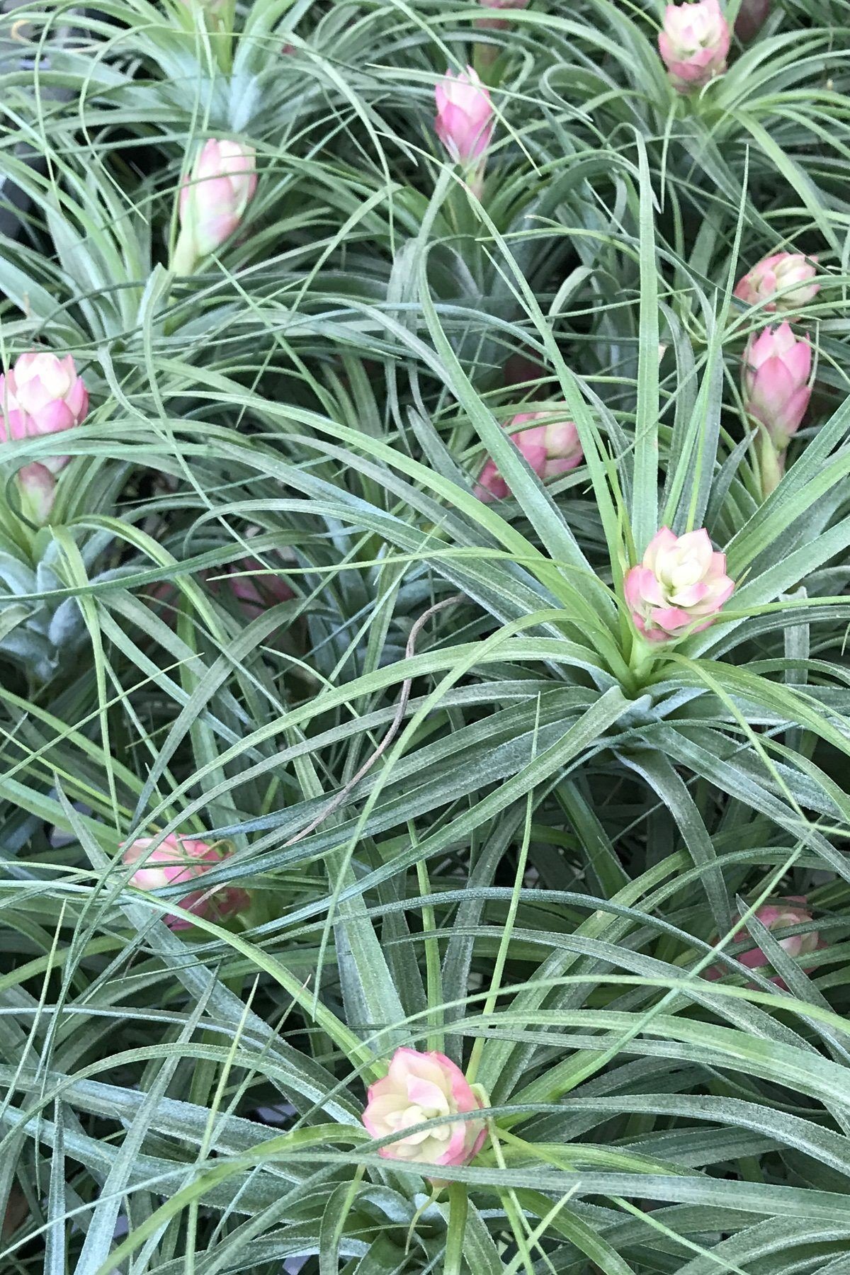 Planta Aérea Tillandsia Aeranthos - Bromelia Epífita Sin Tierra, Para Decoración Interior Y Exterior, Fácil Cuidado