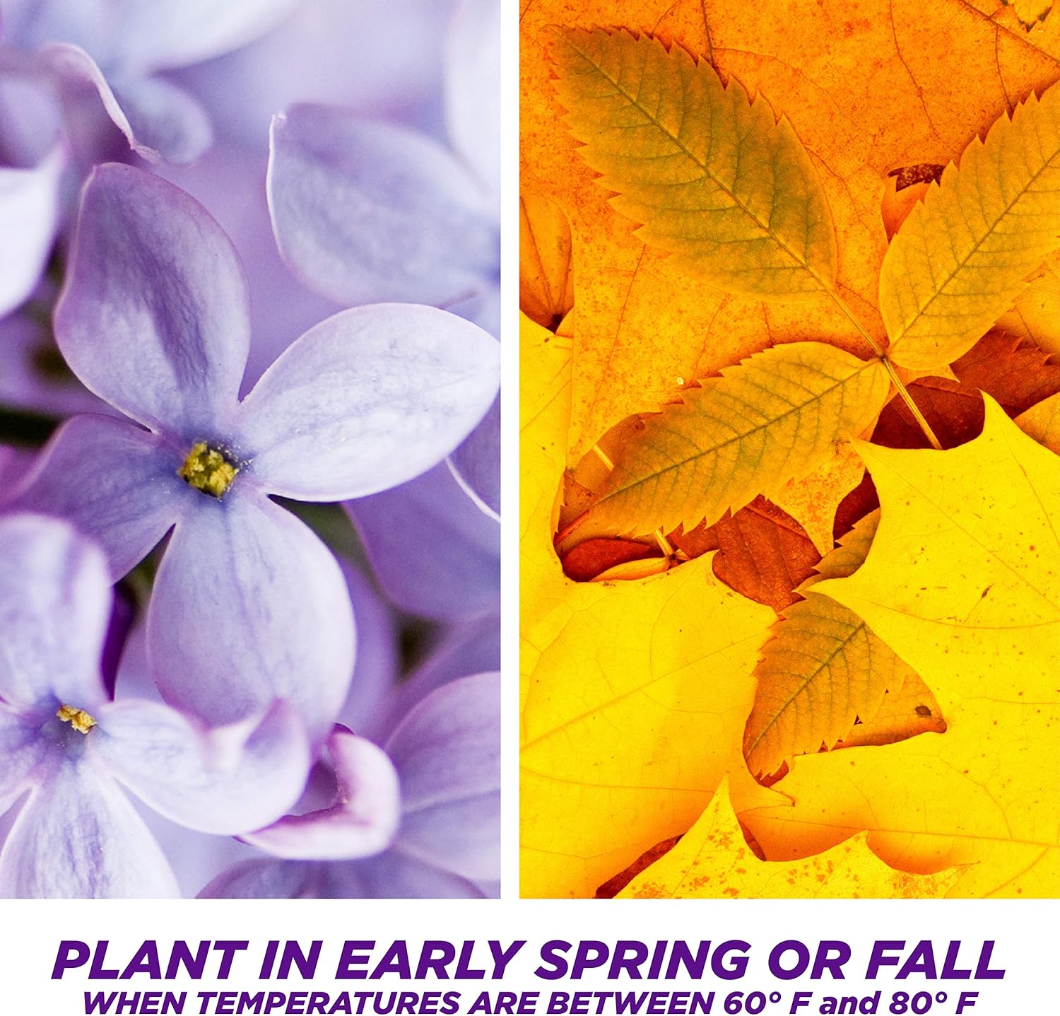 Pennington Smart Seed Dense Shade Grass Seed, 3 lb (100086851)