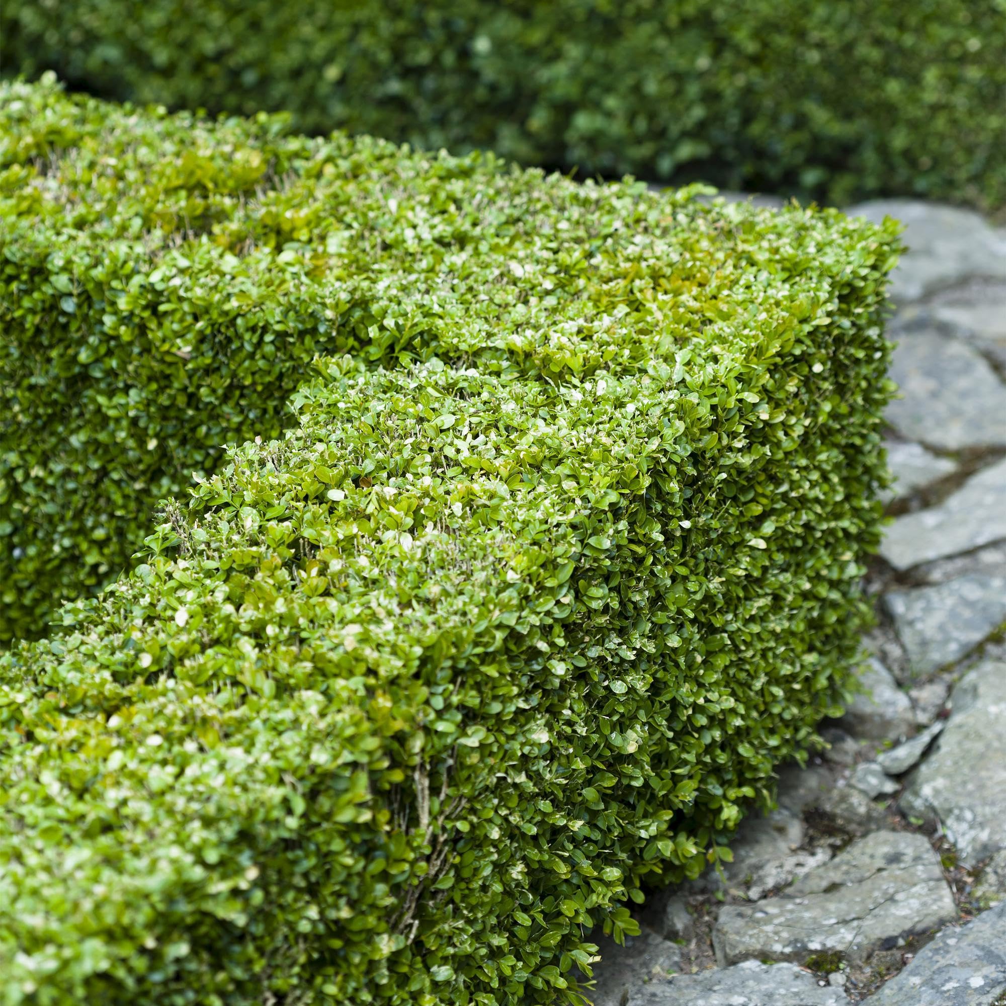 Buxus sempervirens – 6 roślin na 1 metr bieżący – zwykły bukszpan – wiecznie zielony żywopłot w doniczce 17 cm – ok. 45 cm wysokości – gęsty i łatwy w pielęgnacji do żywopłotów ogrodowych