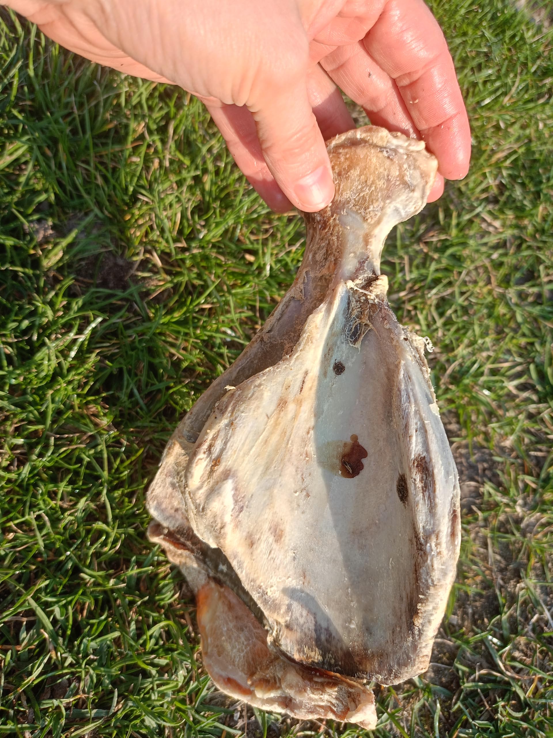 Os à mâcher pour chien de grande taille 5 kg Os de chien Os de porc omoplate friandises pour chien