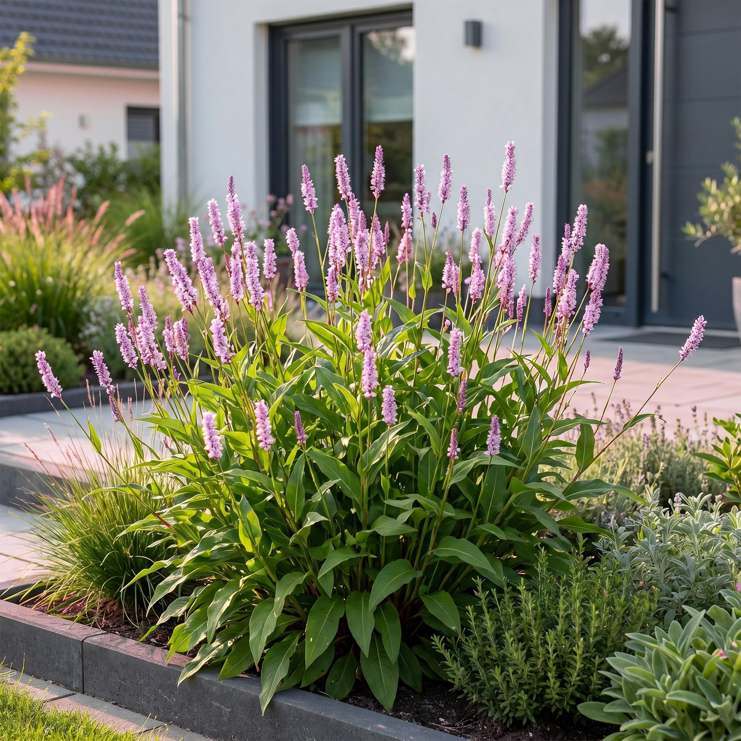 Persicaria ampl. Rosea – rdest – cień – różowy – 3 rośliny - 15-25cm - Ø11cm - Roślina ogrodowa