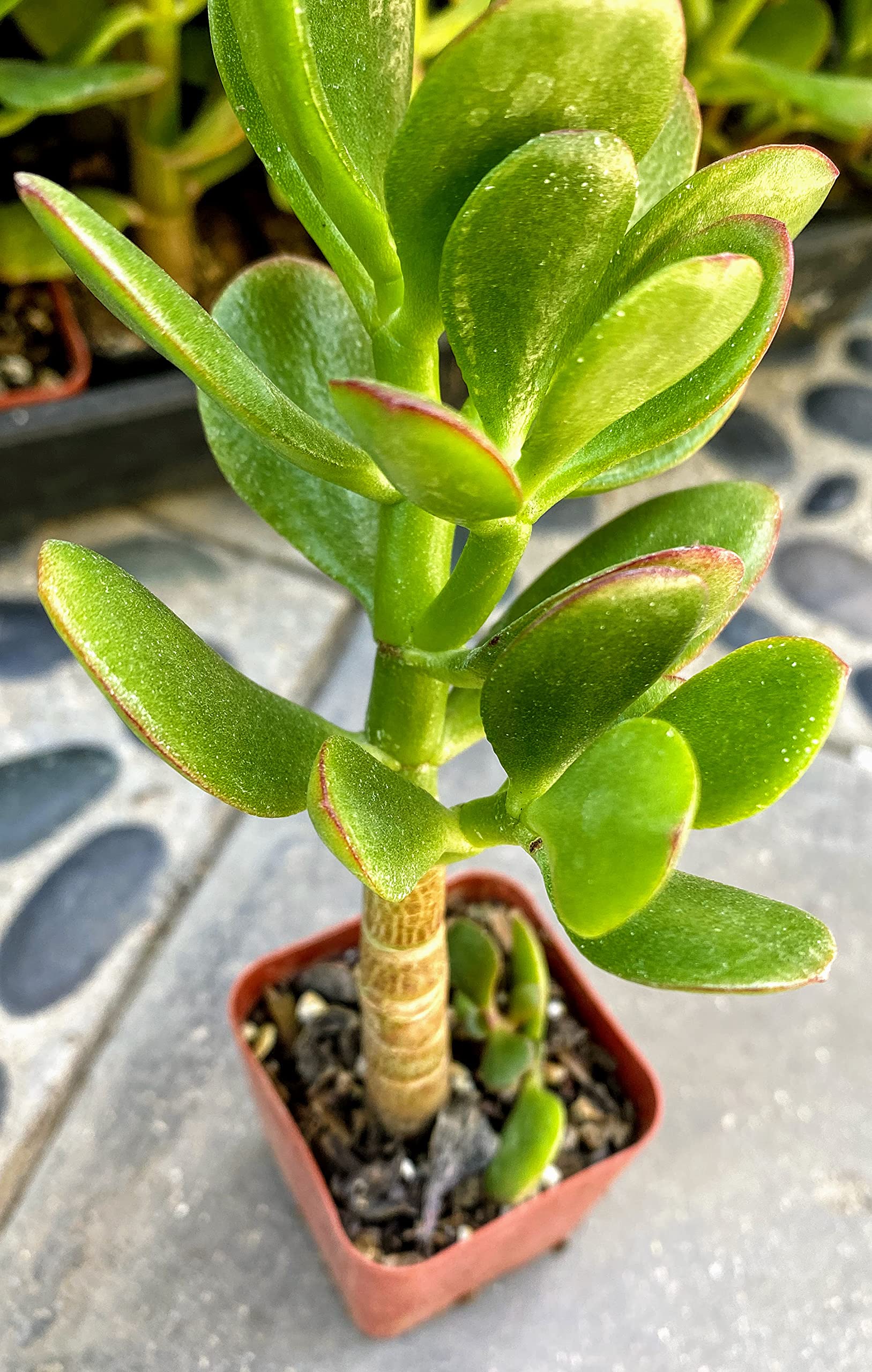 Amazon.com : Southern California Large Rooted Jade Plant 4" inch Tall  Succulent Cacti Live Plants Pot (Crassula Ovata 'Lucky Money Plant') :  Patio, Lawn & Garden