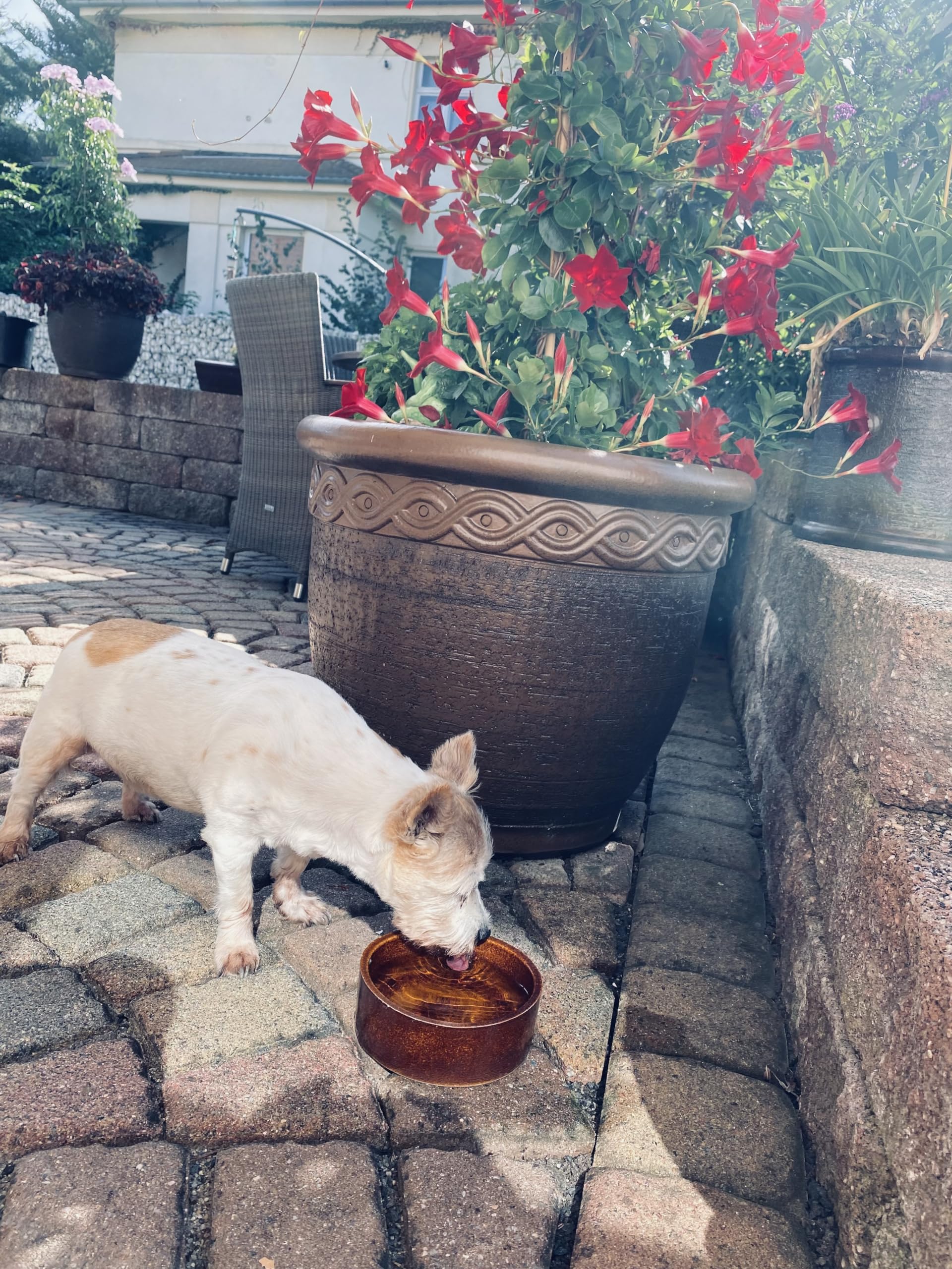 500 Ml Futternapf Aus Steinzeug Braun - Standfeste Schale Für Haustiere